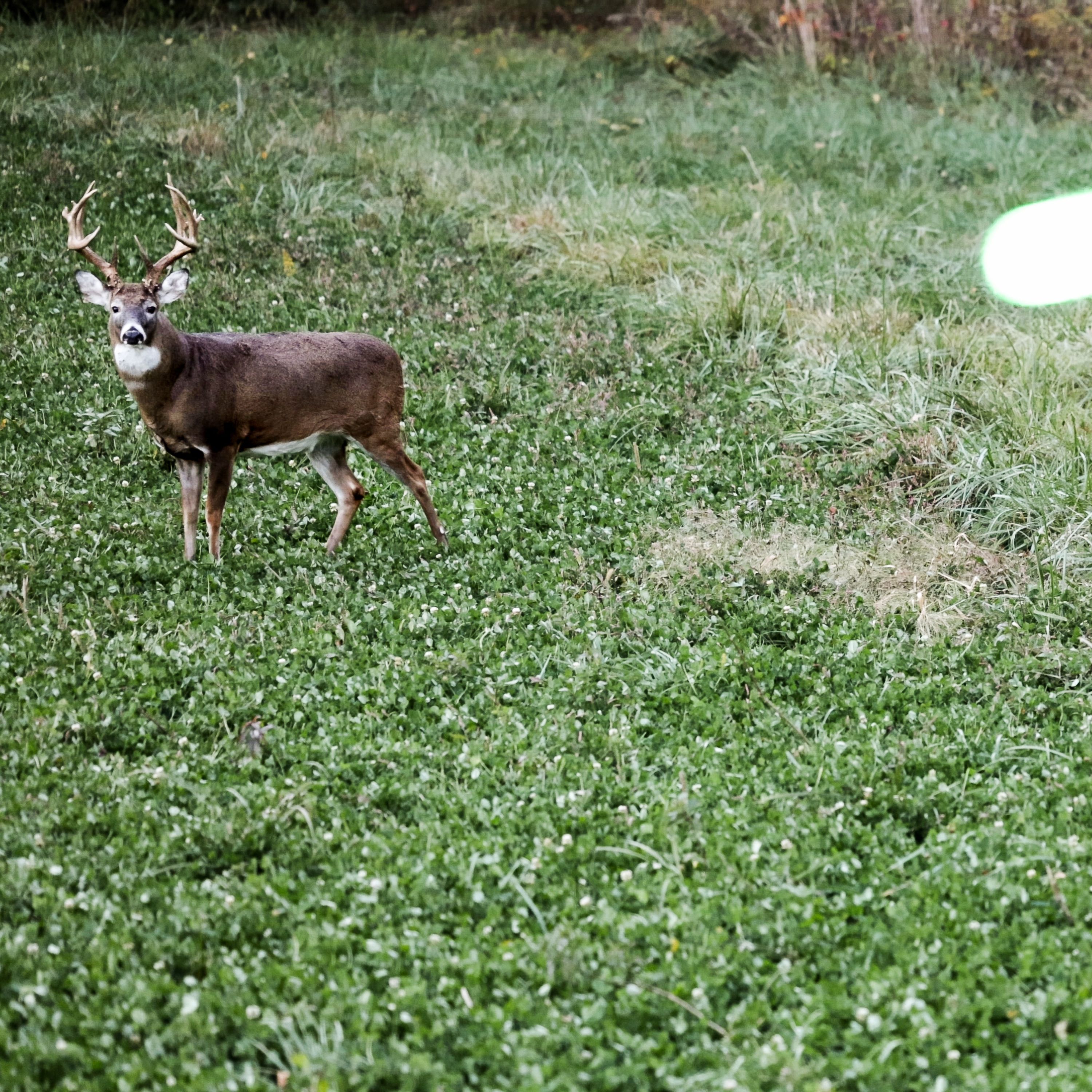 Deer Season 22 Week 3 and 4