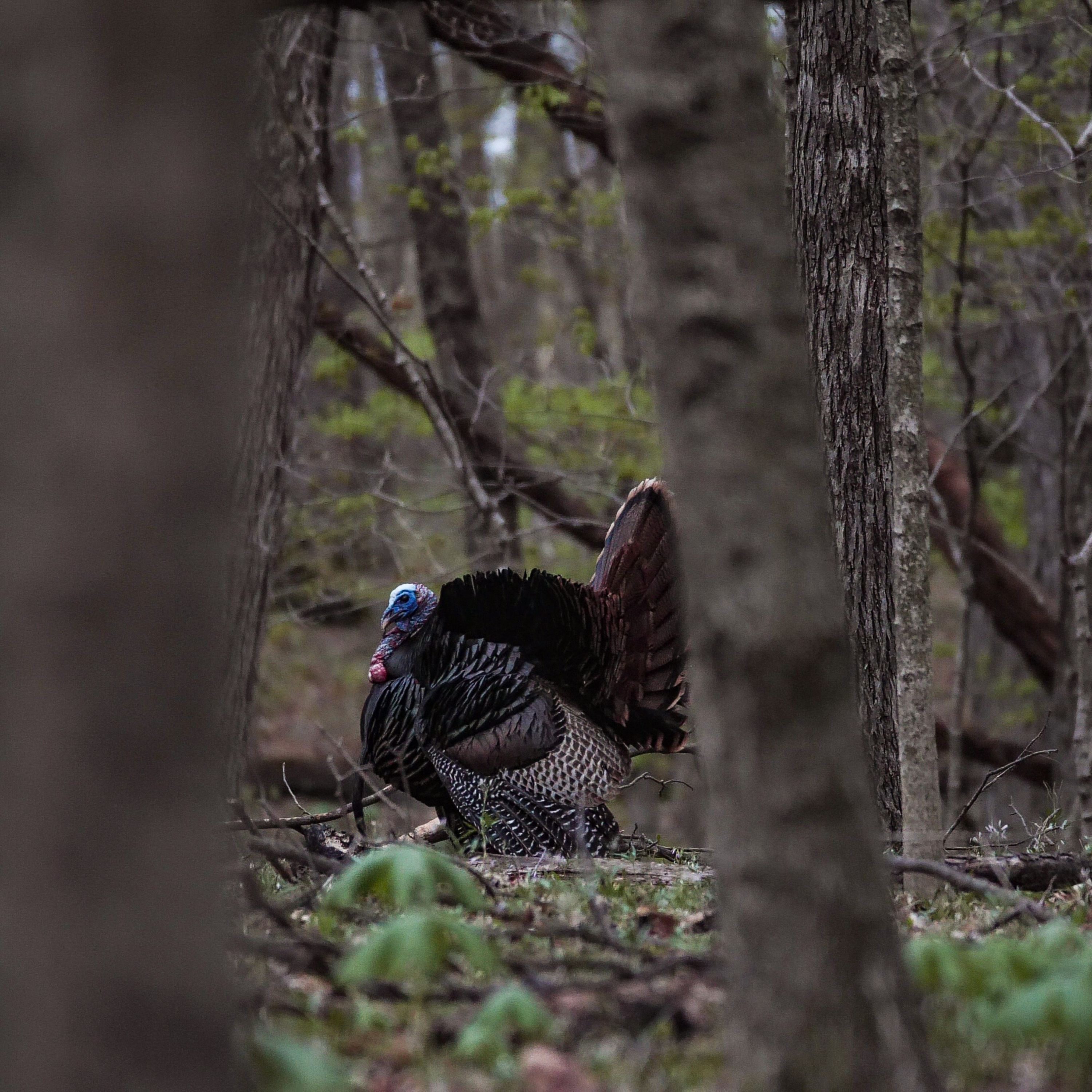 13 Turkeys in 1 Week - Week 2 Turkey Season episode artwork