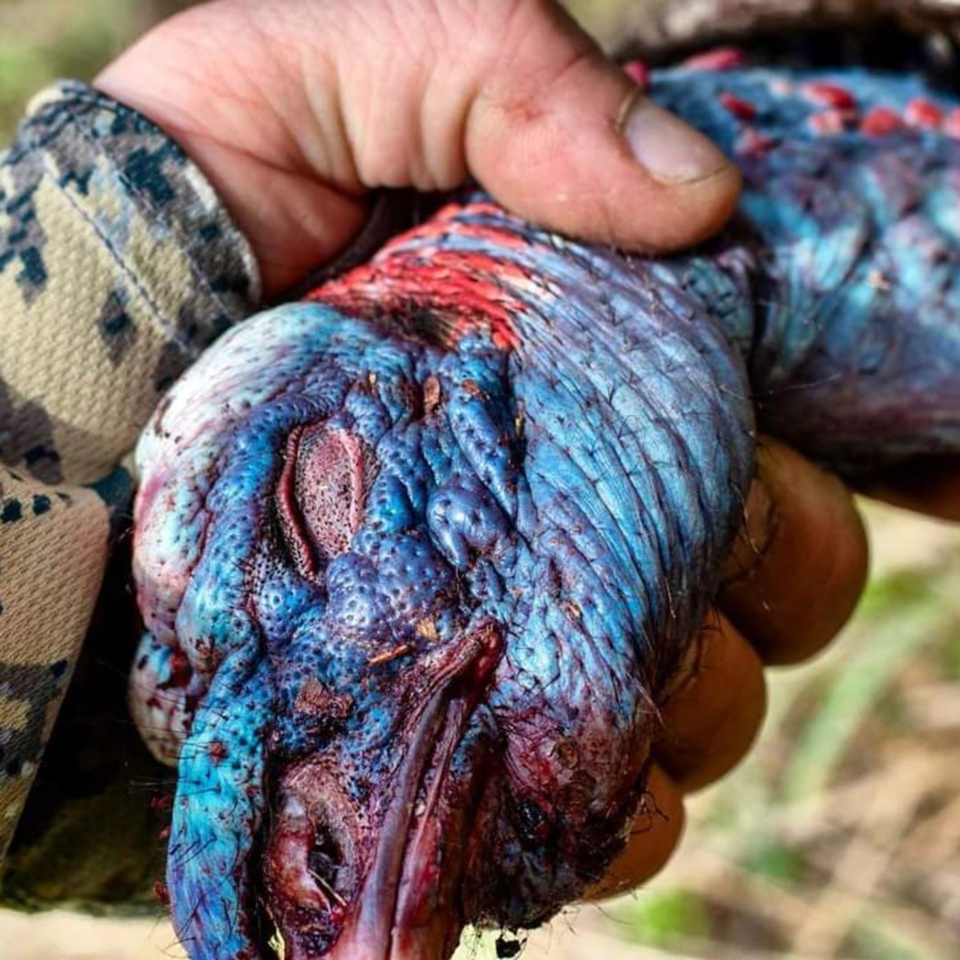 Turkey Hunting Public and Private Land - Make the Trip episode artwork