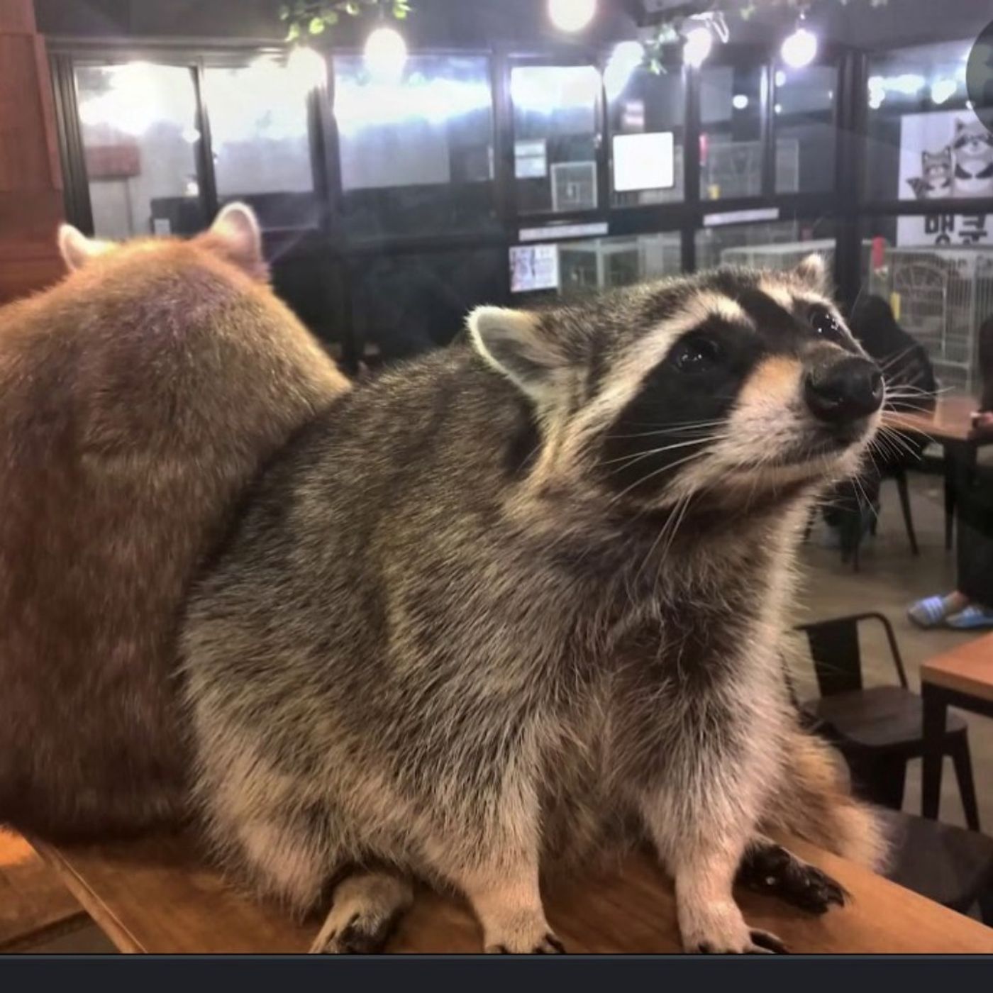 Adam Levine Raccoon Scandal