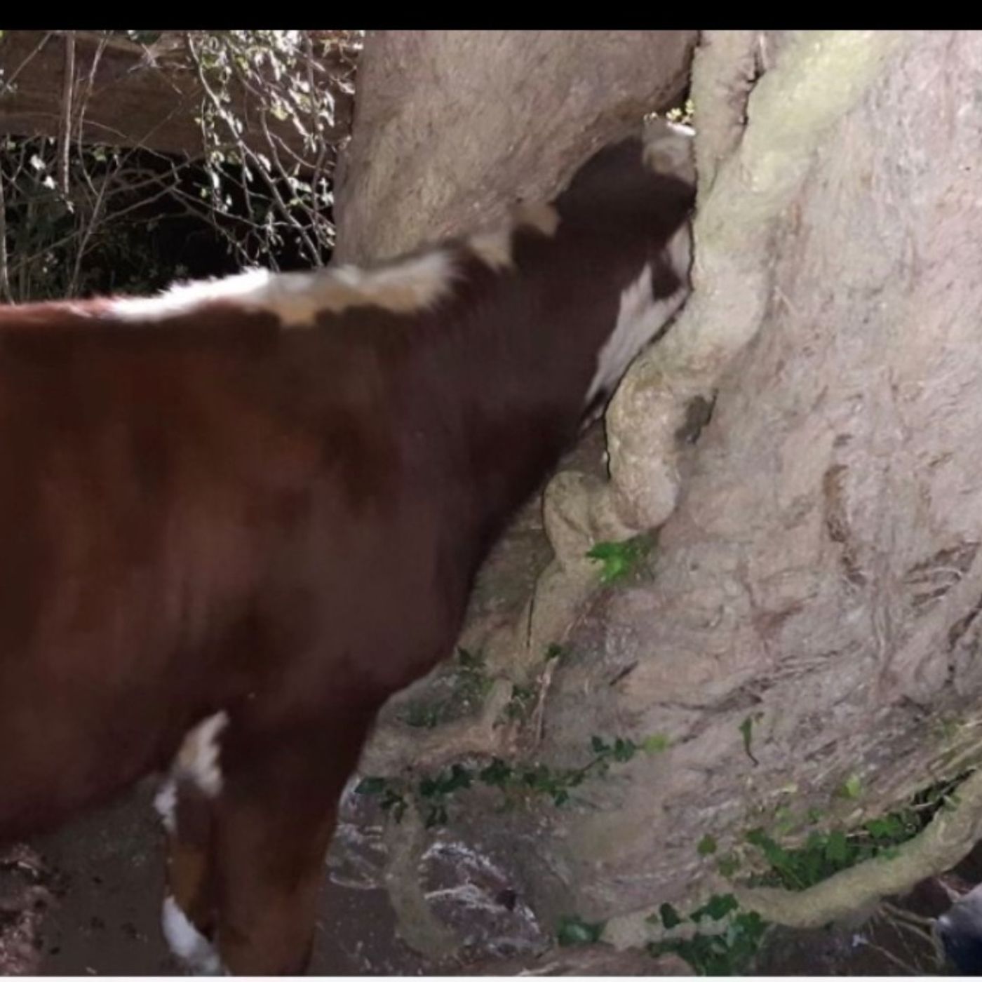 Cow stuck in a tree