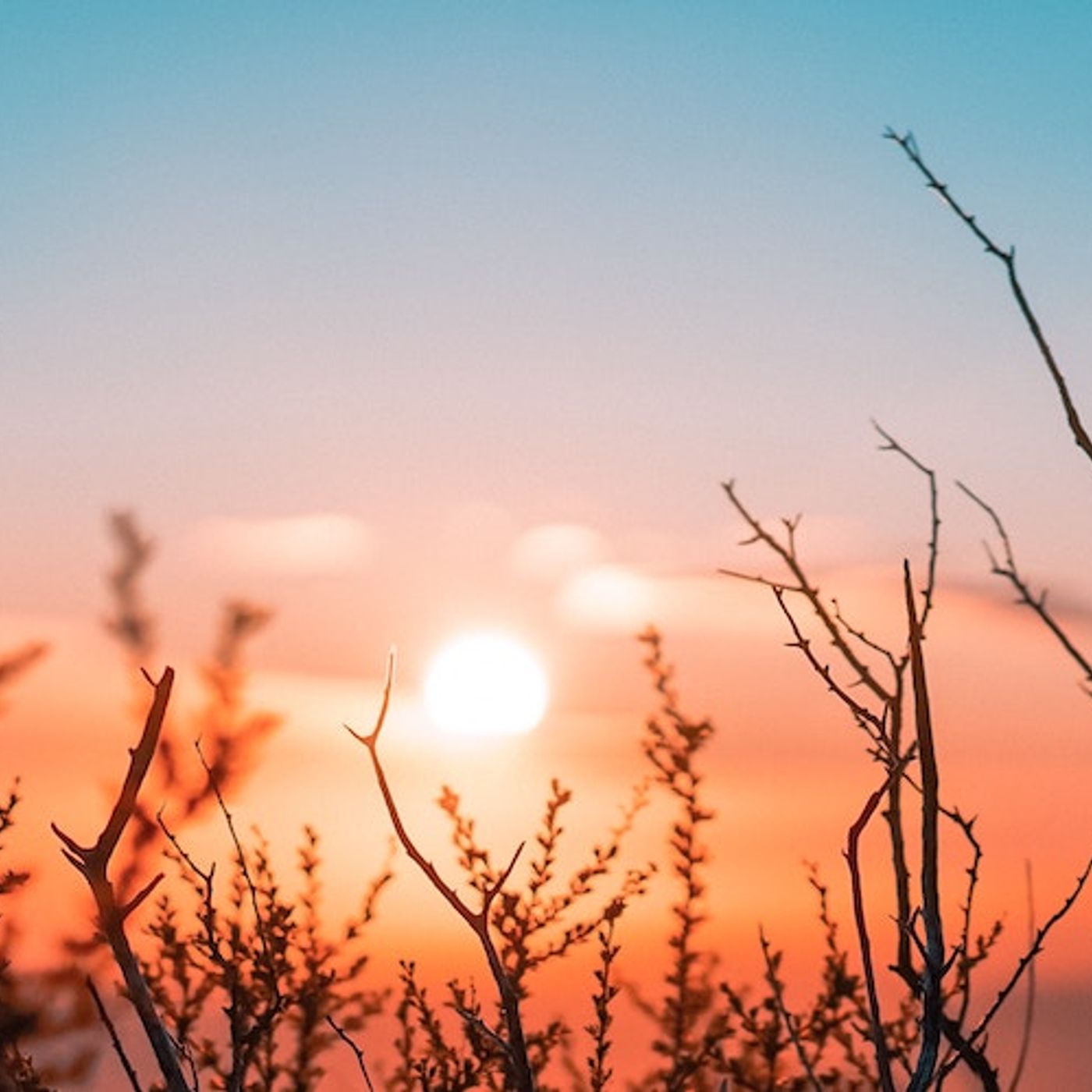 Rooted Podcast: Chelsea Kingston Erickson on From Death to Life in the Image of God episode artwork