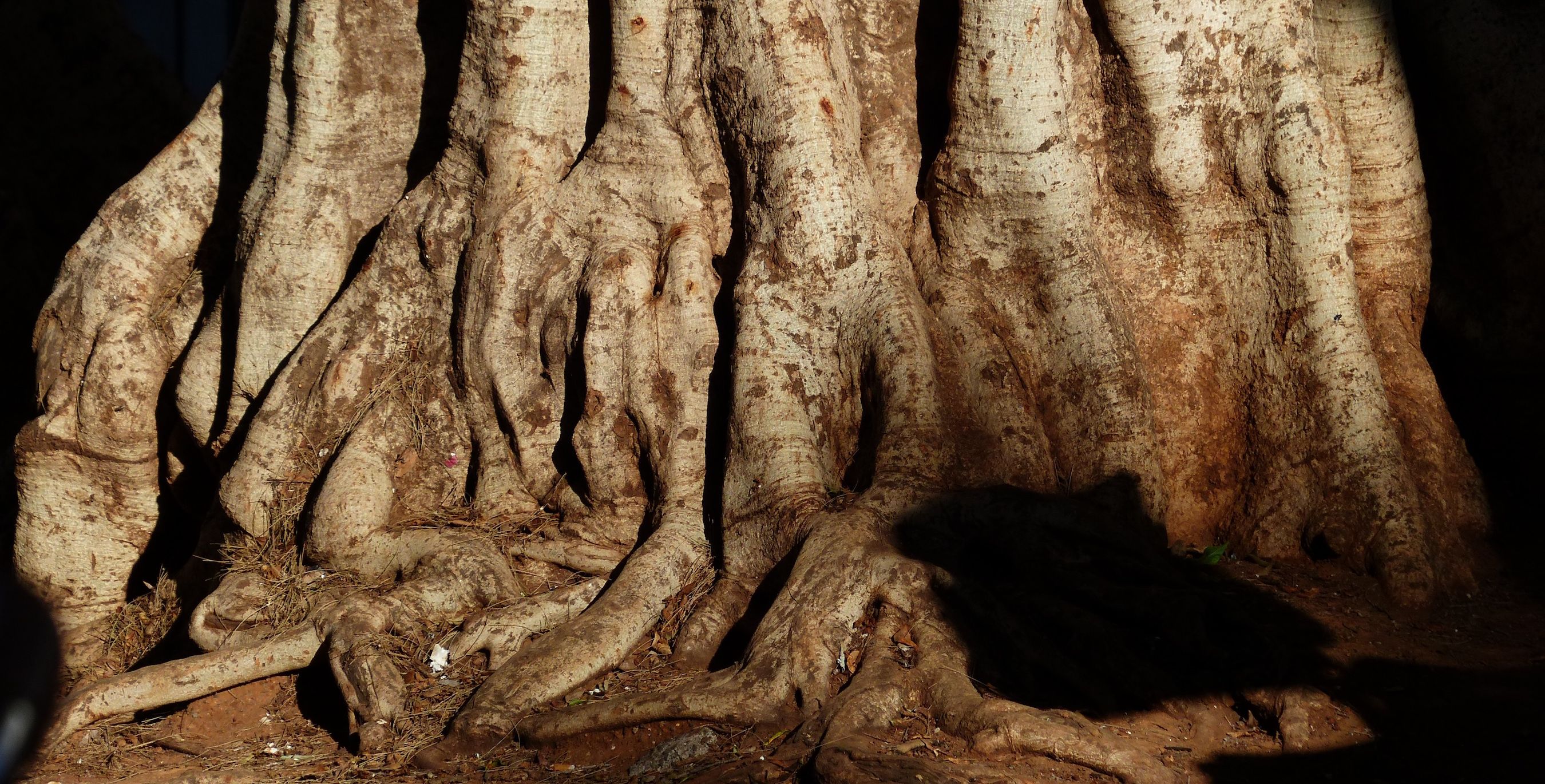 Mark Senter: Youth Ministry: Rooted in the Gospel episode artwork