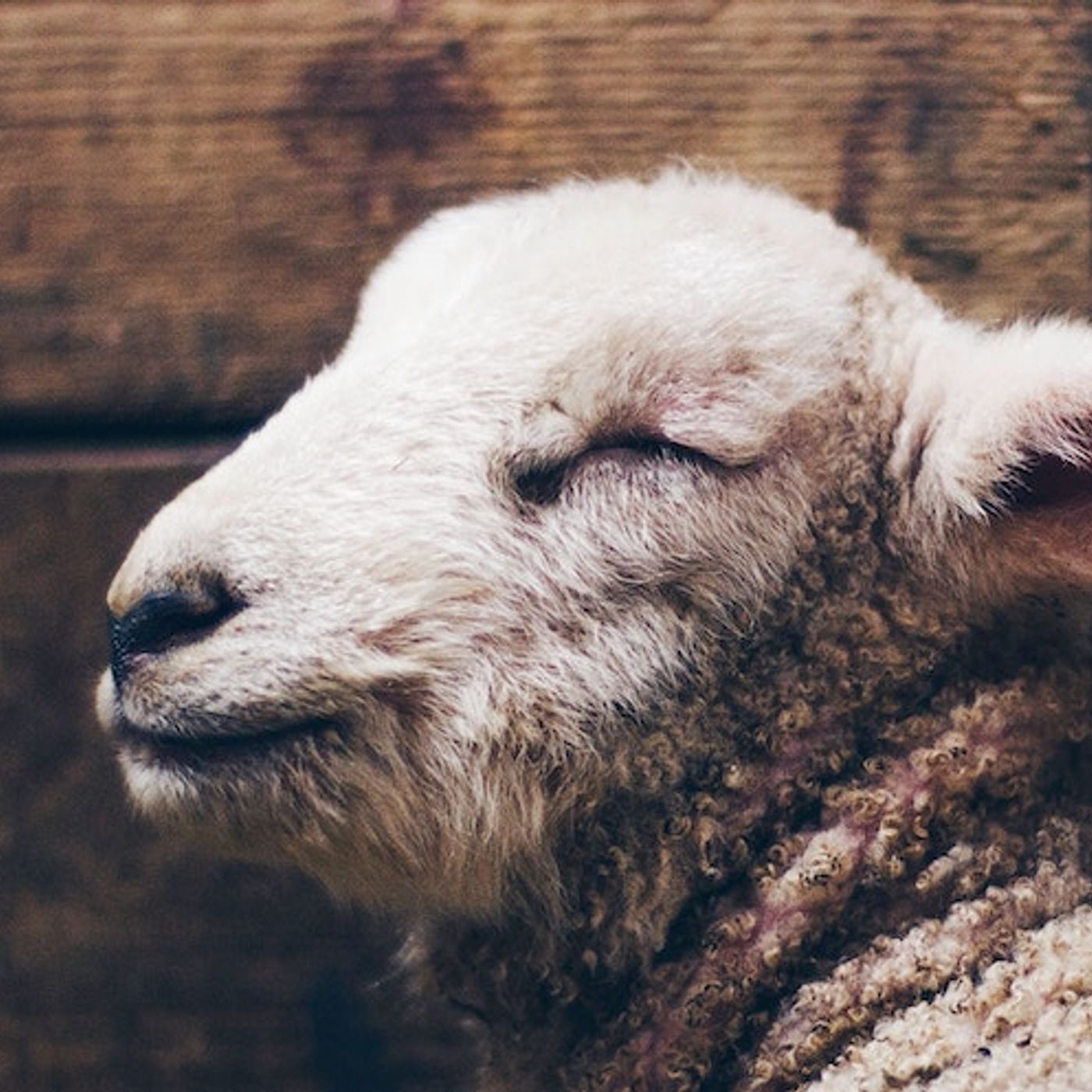 Rooted Podcast: Brian Dye on The Lamb, the Rabbi, and the Christ episode artwork