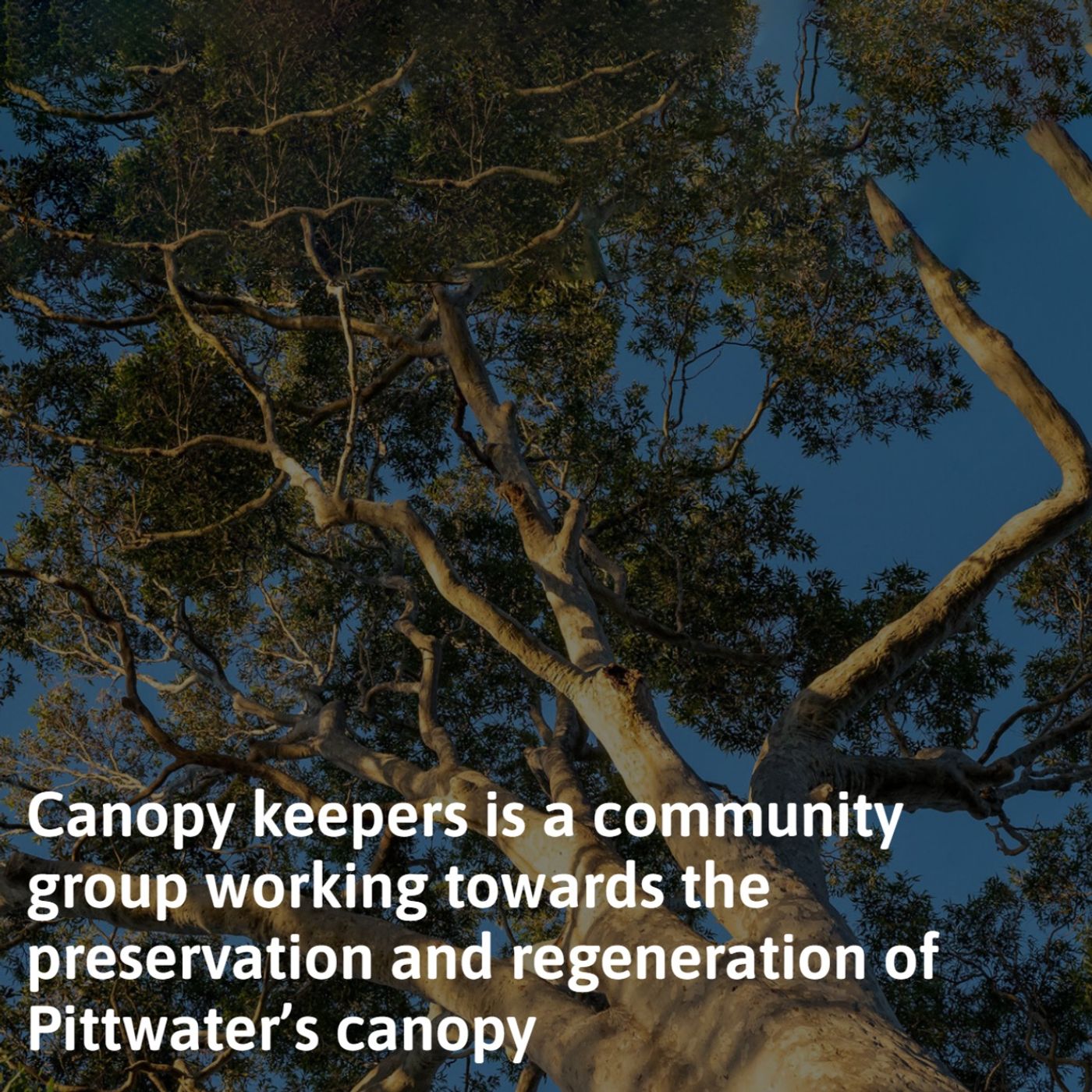 Protecting Pittwater’s Canopy An Interview with Deb Collins from Canopy Keepers — Hosted by Caryn Shipp