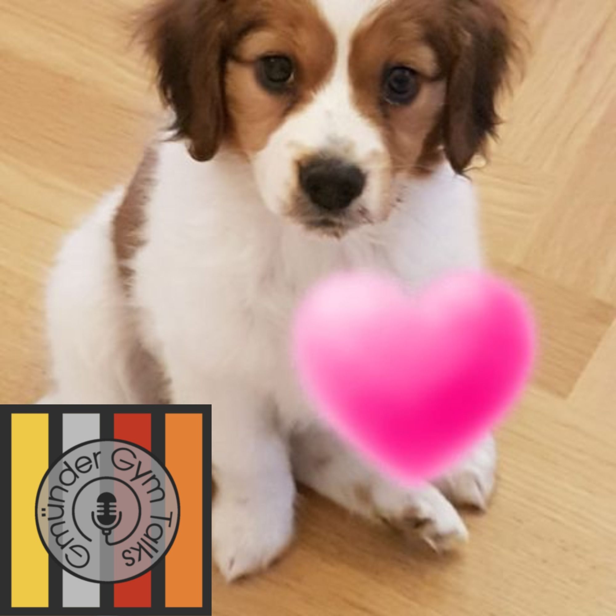Gym Talks #24: Katze oder Hund von Julian Marschalek episode artwork