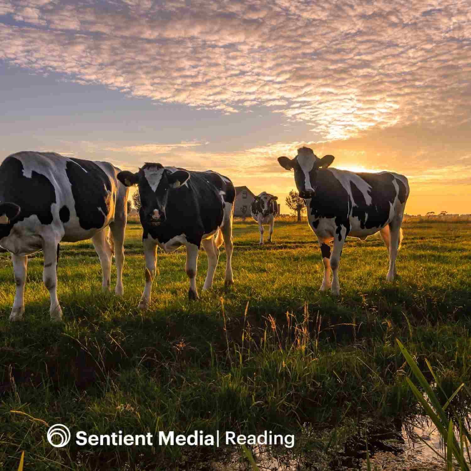 Sentient: The Podcast