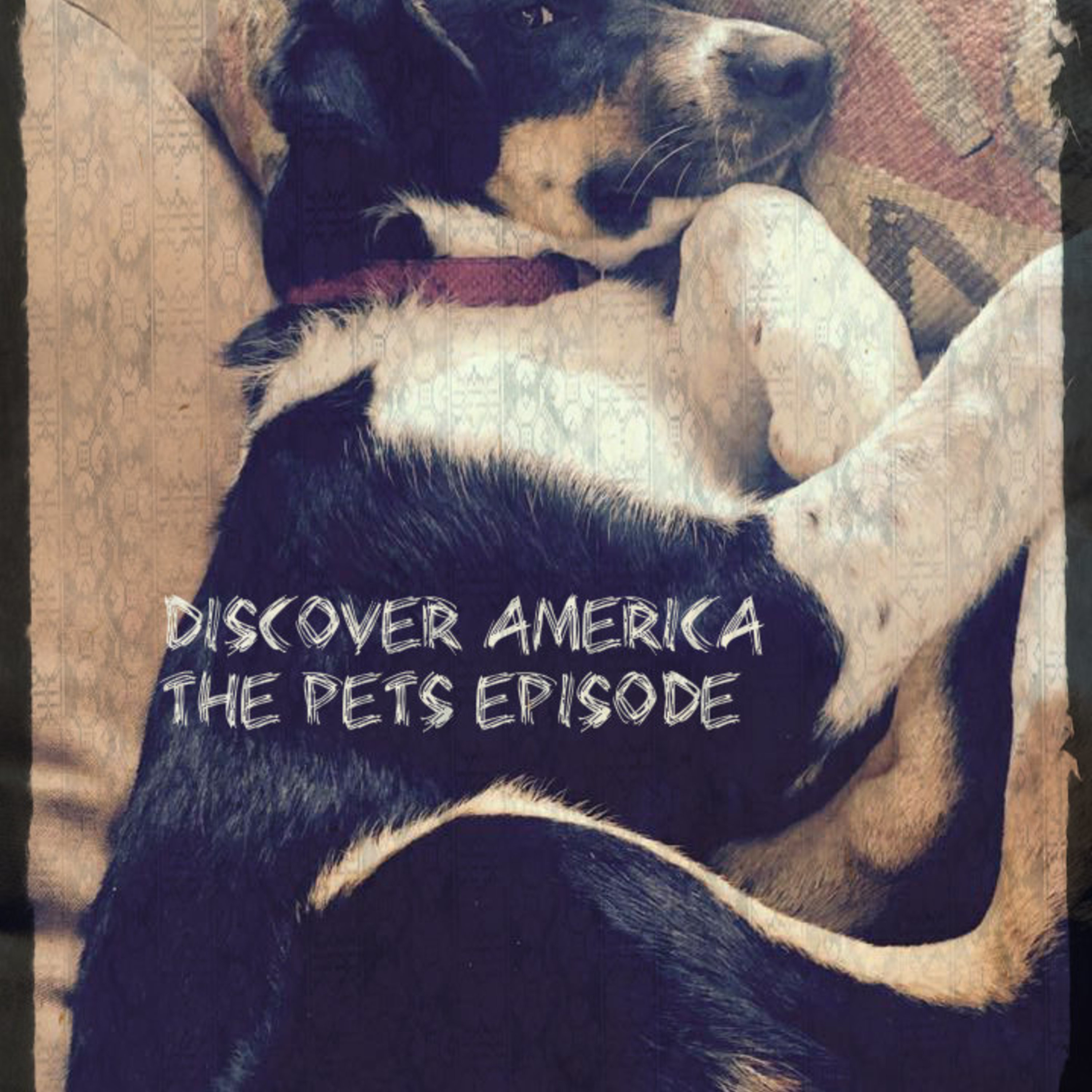 Pet Culture: Why Do Americans Love Their Dogs More than Other Humans?