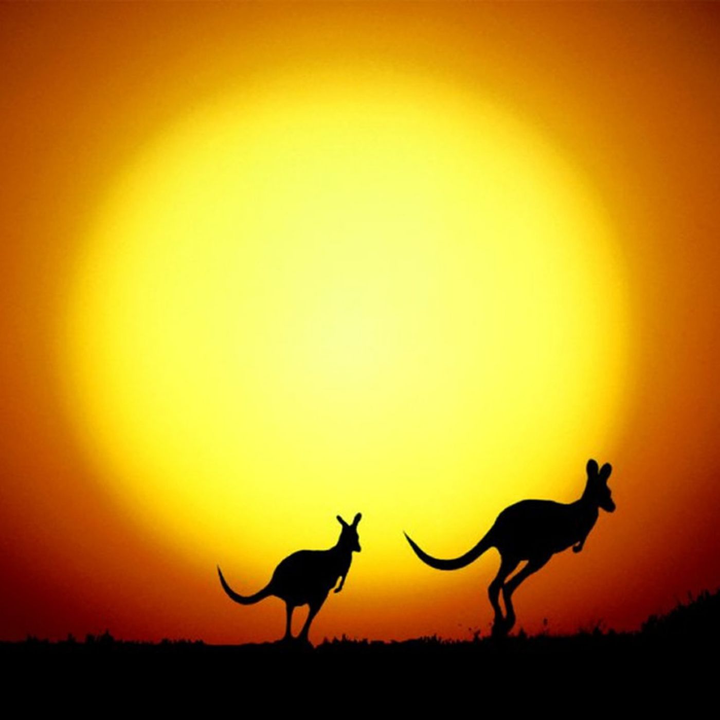 La leyenda del canguro | Cuentos Para Niños version en Castellano