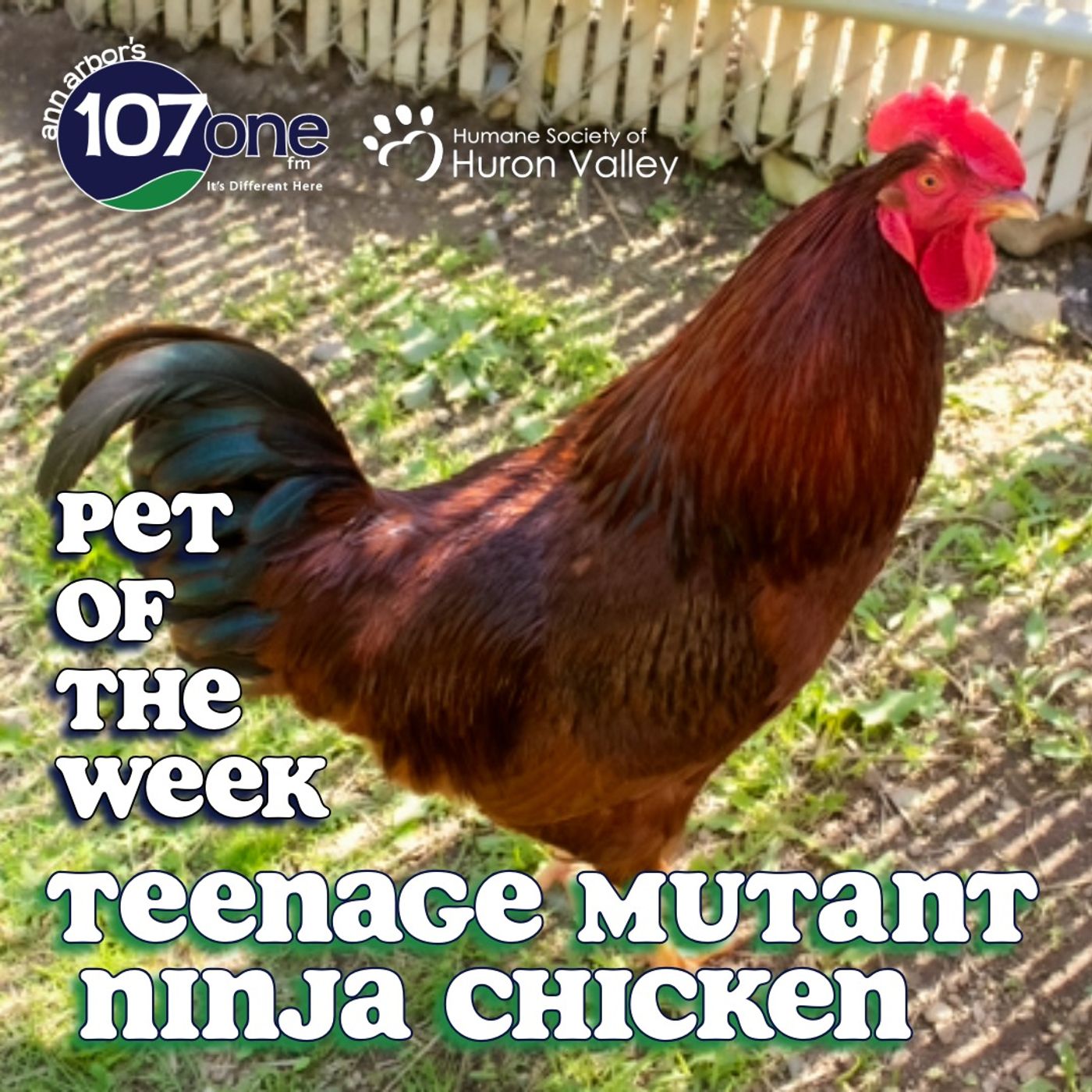 HSHV Pet of the Week 7/9/26 episode artwork