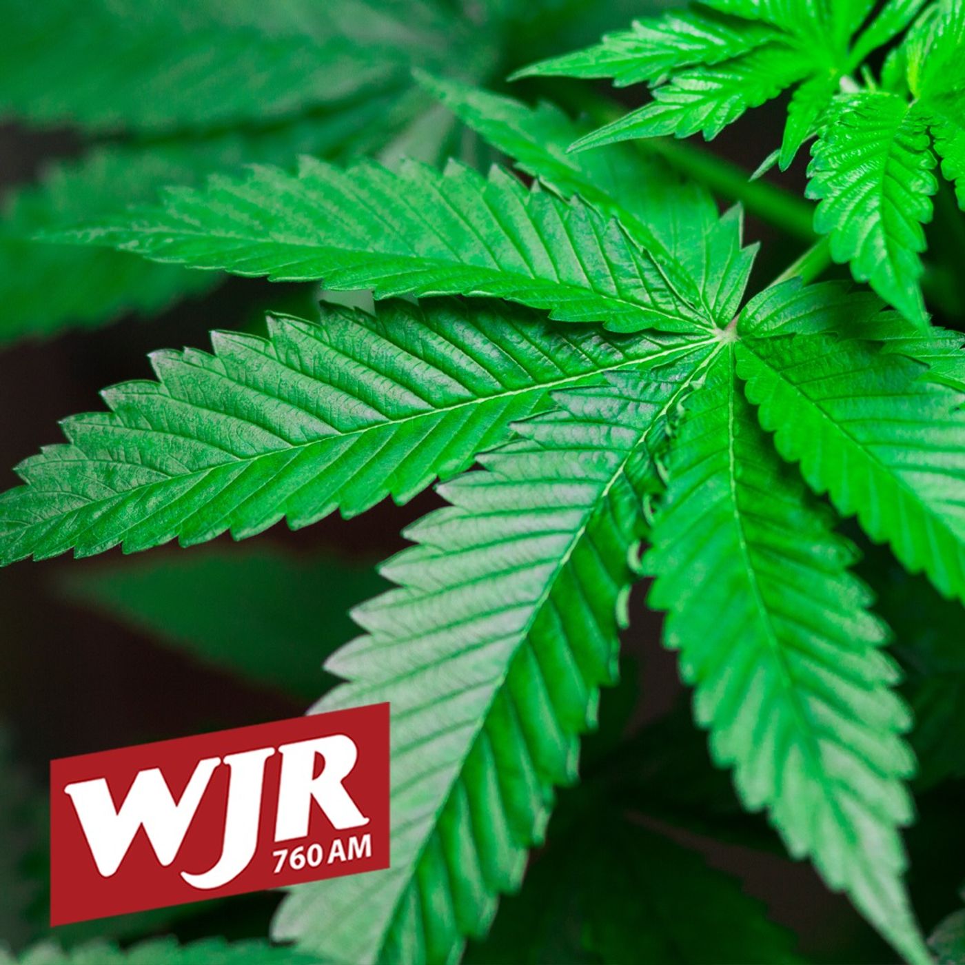 A Plan To Repeal Michigan's Marijuana Tax episode artwork