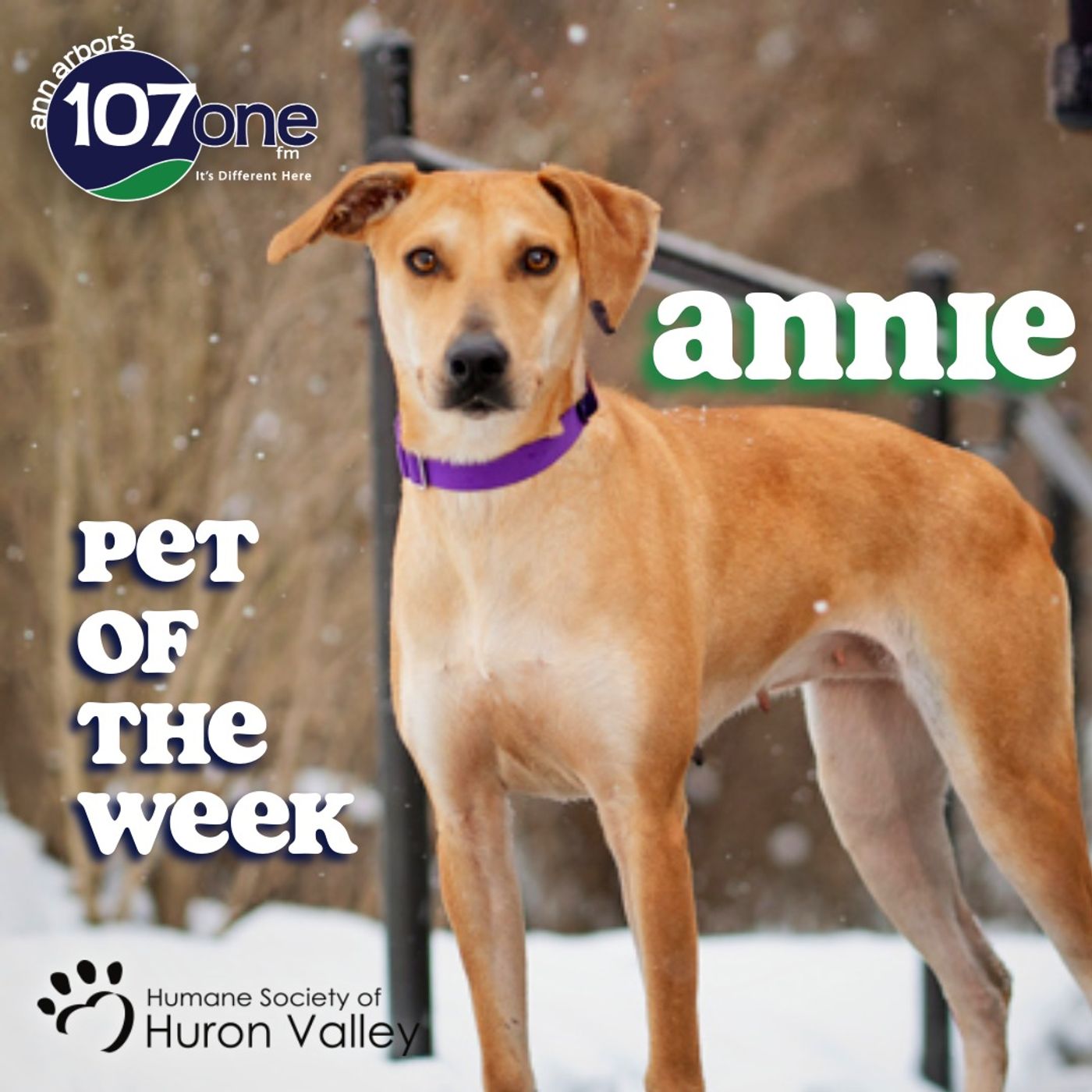 a2VV: HSHV Pet of the Week 1/22/26