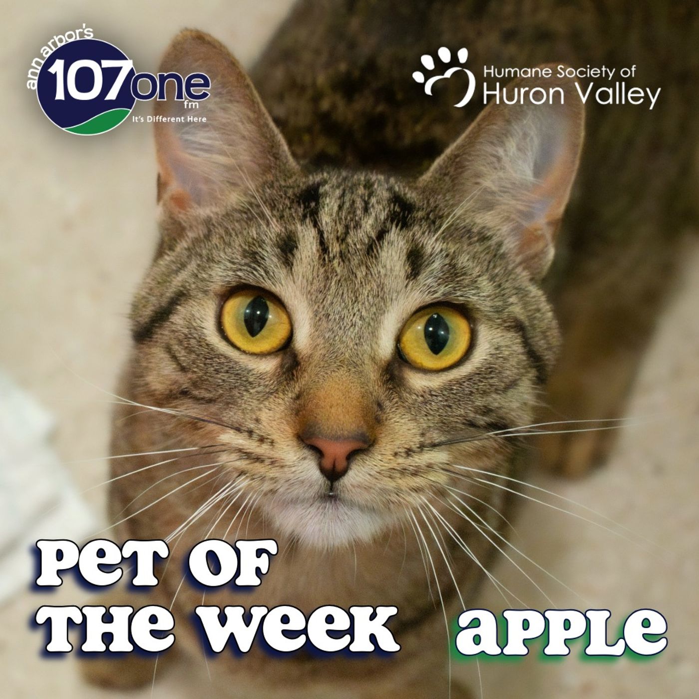 HSHV Pet of the Week 7/16/26 episode artwork