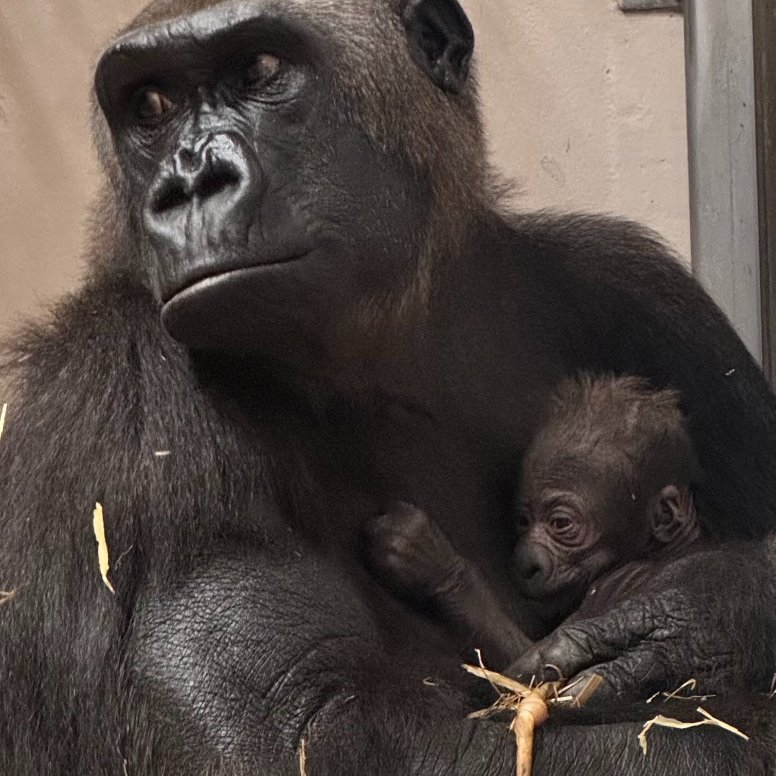 Baby Gorilla Brings Big Excitement to the Detroit Zoo episode artwork