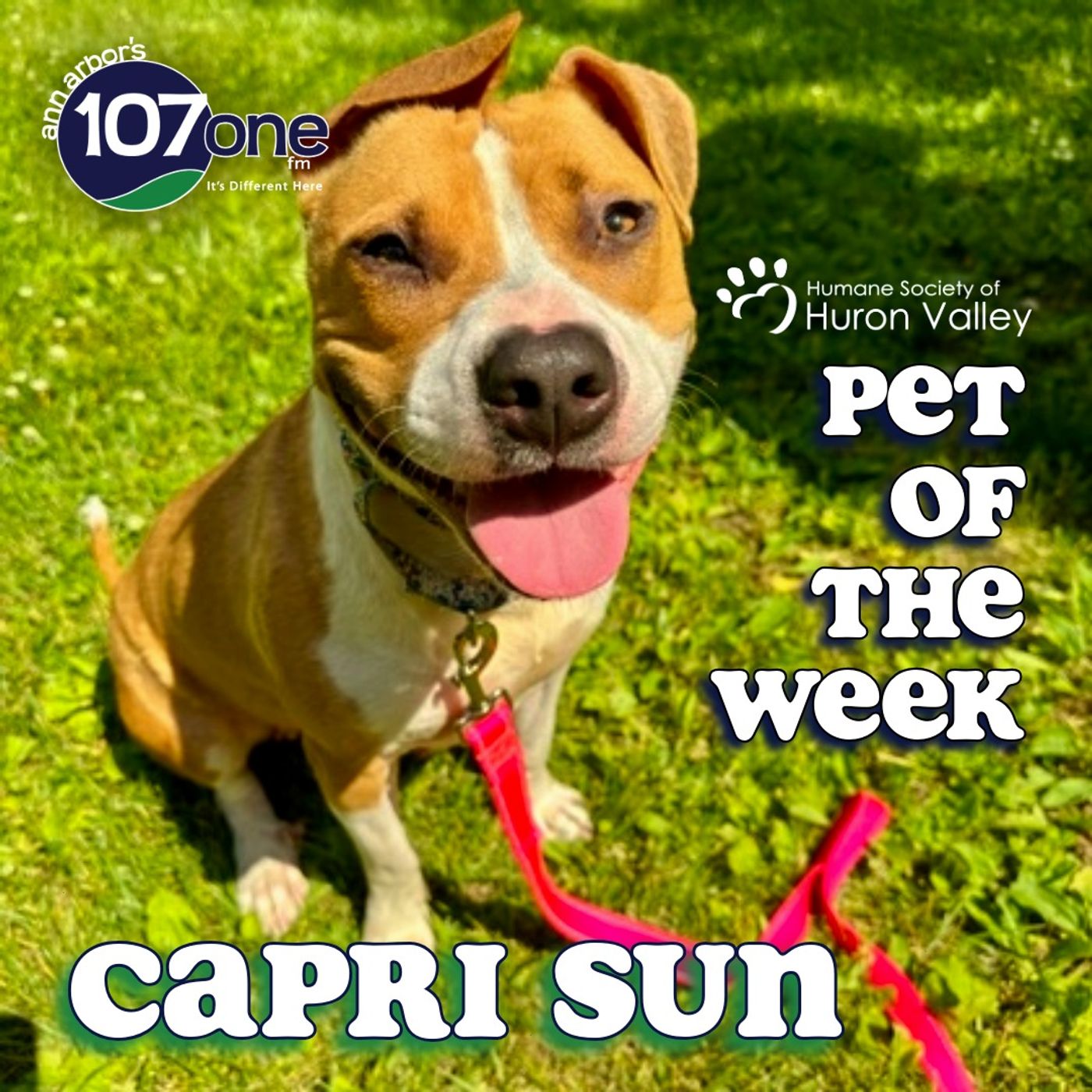 HSHV Pet of the Week 7/2/26 episode artwork