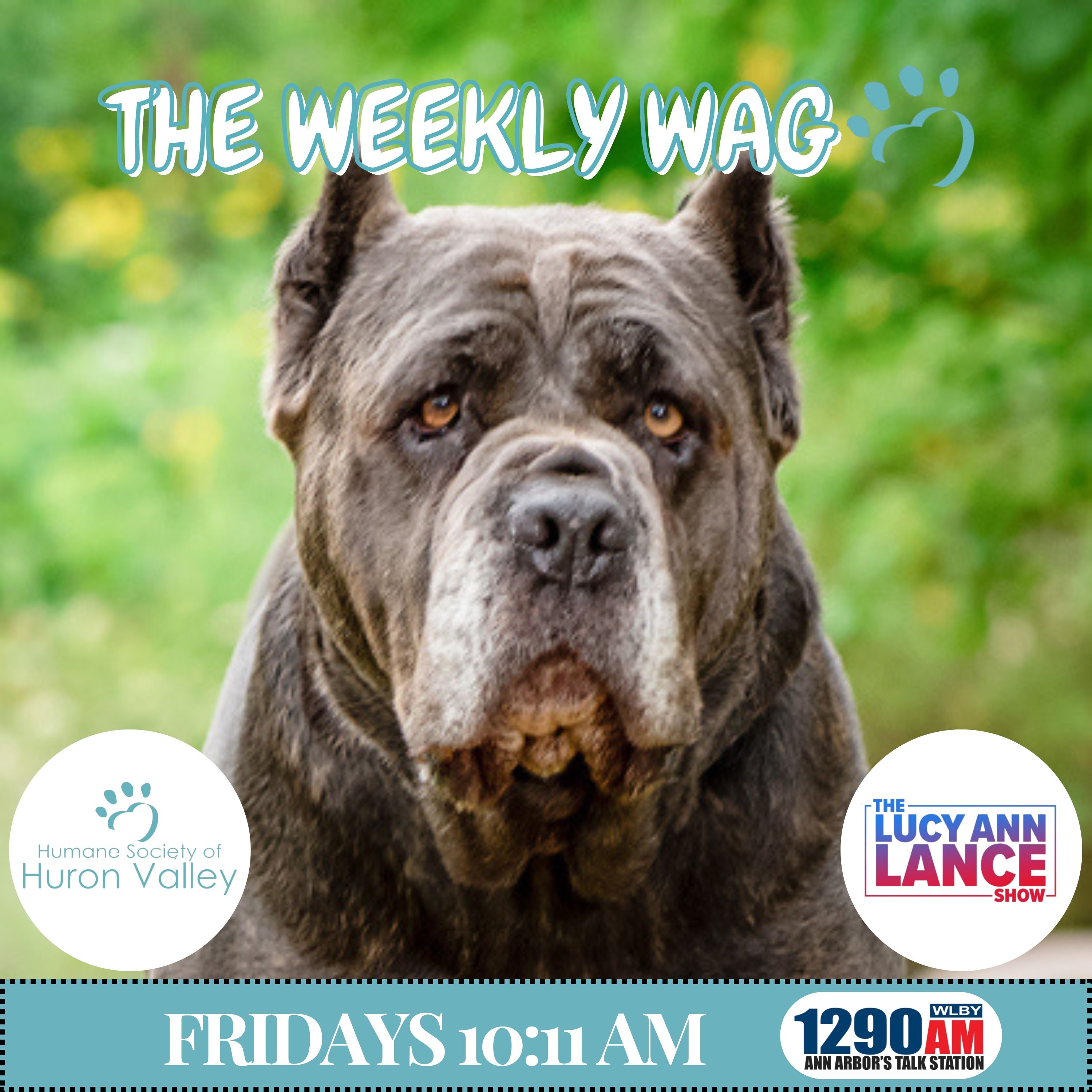 081426 ~ The Weekly Wag! - Wendy Welch episode artwork