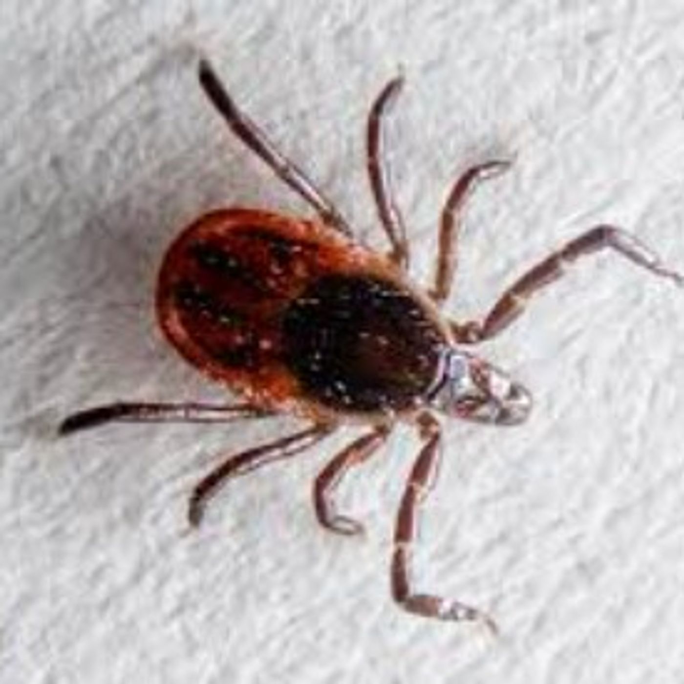 Tick Population Boom episode artwork