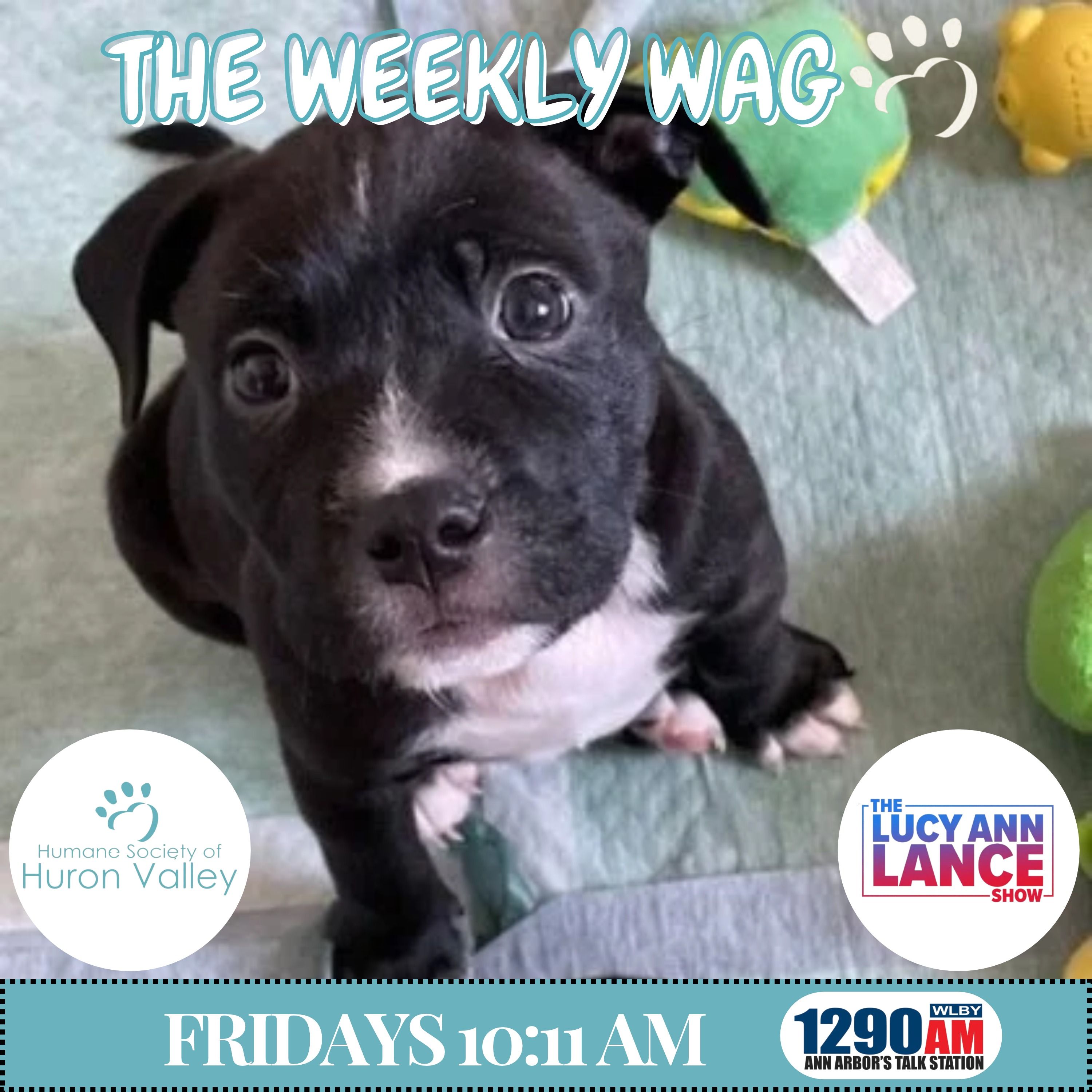 102326 ~ The Weekly Wag! - Wendy Welch