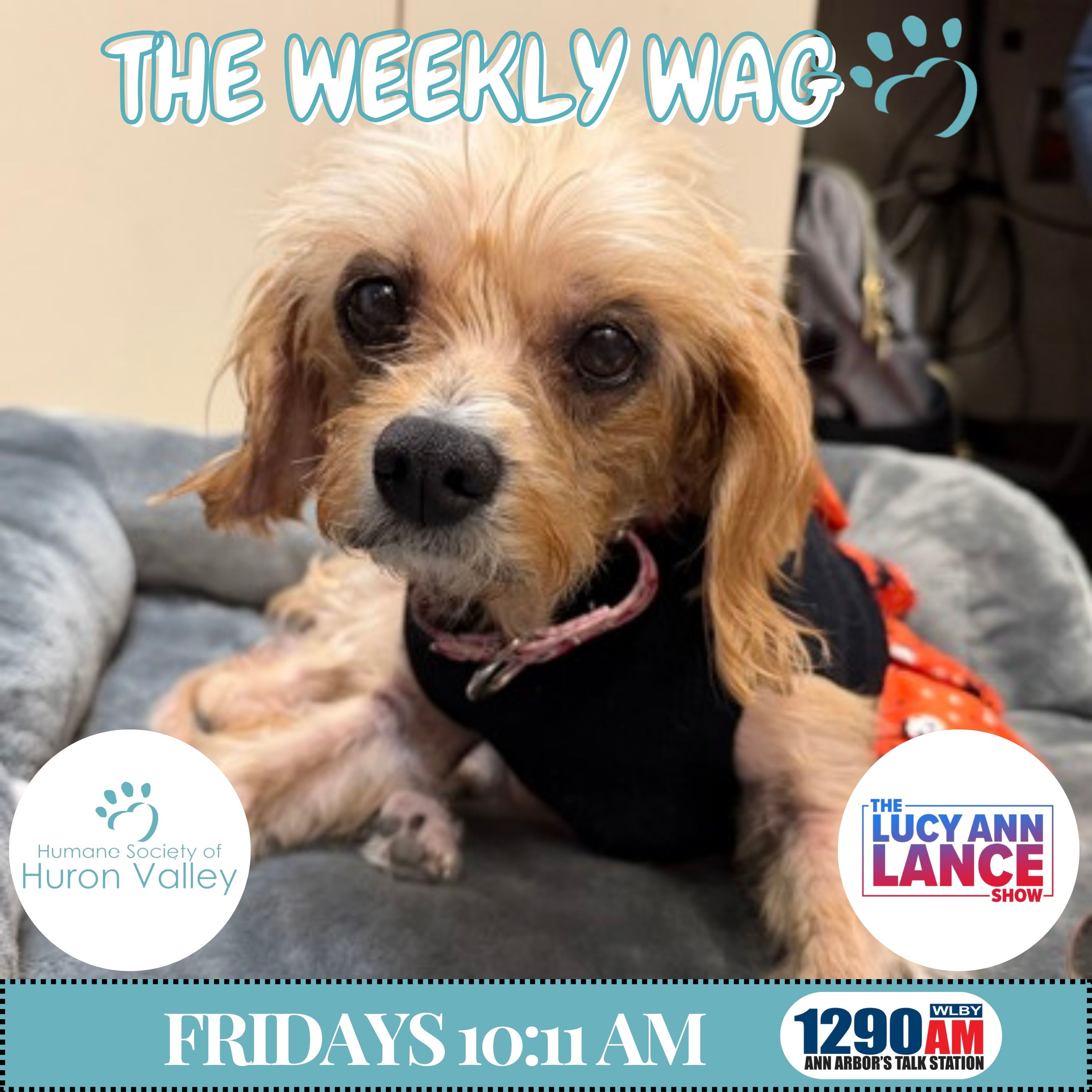 101626 ~ The Weekly Wag! - Wendy Welch