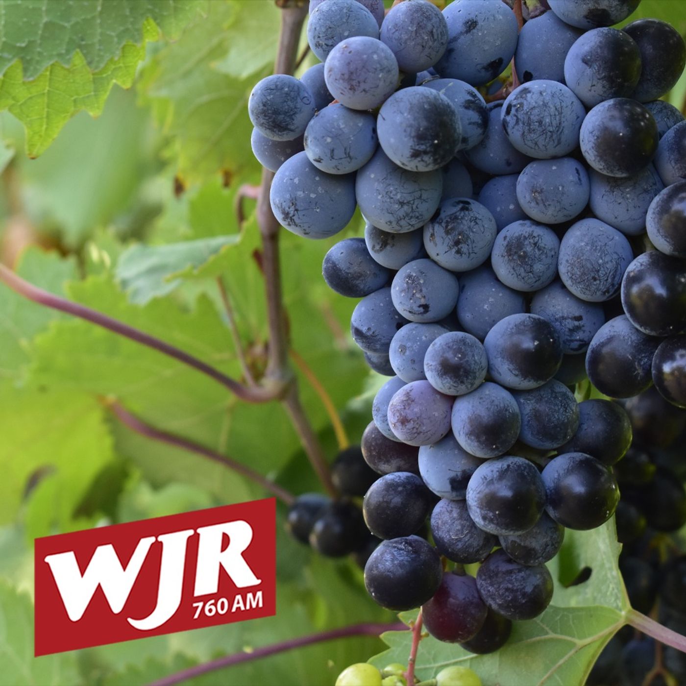 Robert Brengman, Brengman Family Wines Traverse City, MI