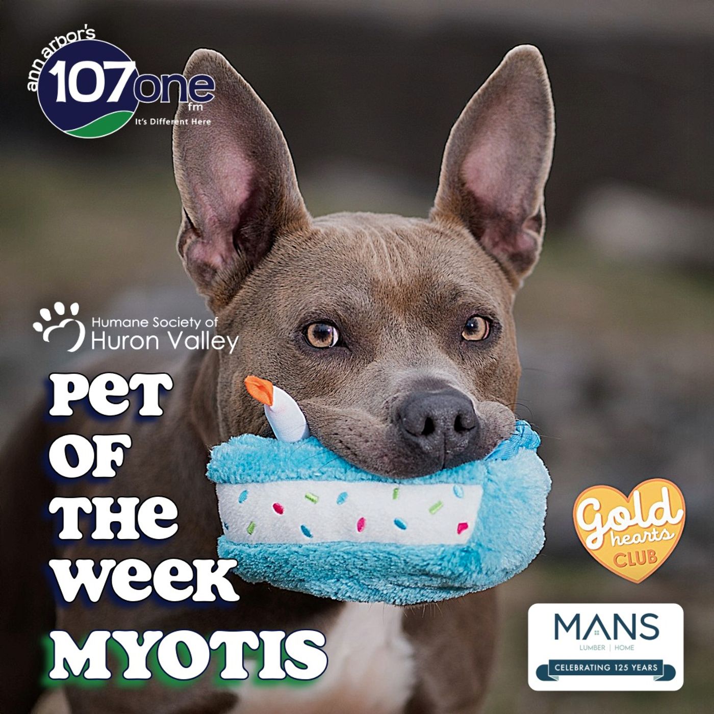 HSHV Pet of the Week 6/11/26 episode artwork