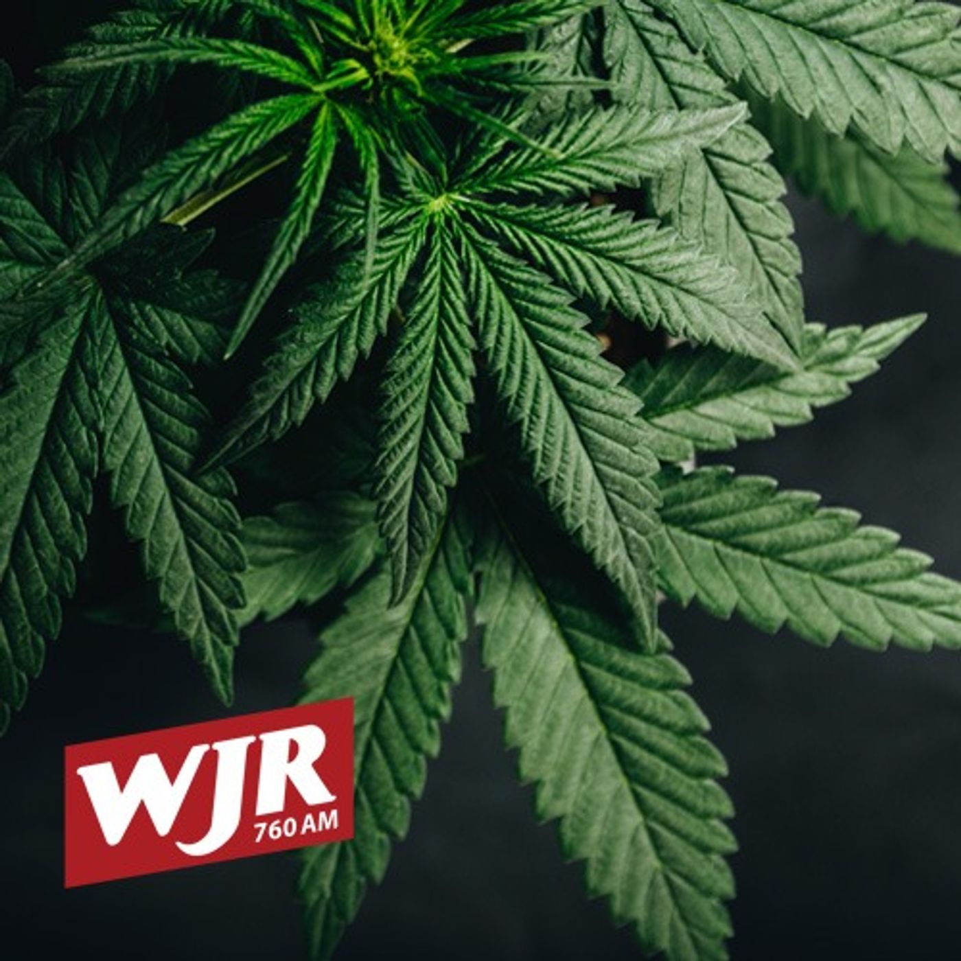 Michigan's Marijuana Tax Coughs Up Only $37.38 Million in Second Quarter episode artwork