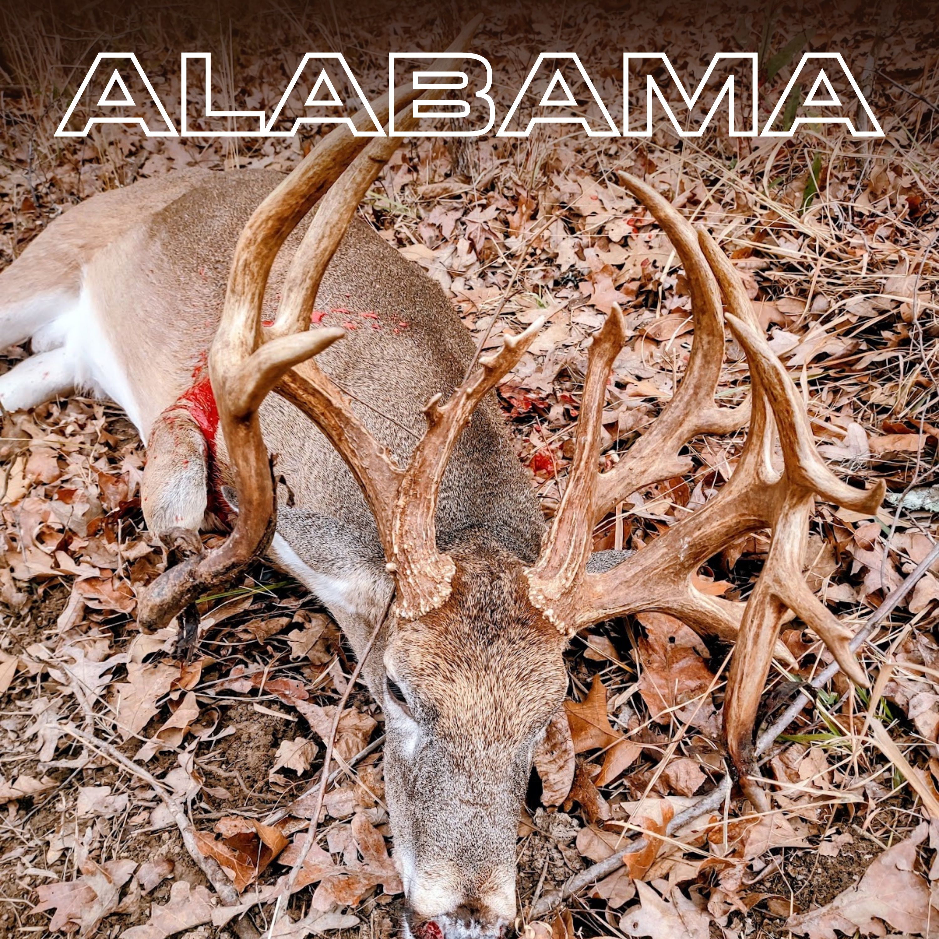 How to Find & Hunt Mature Whitetails in the South episode artwork