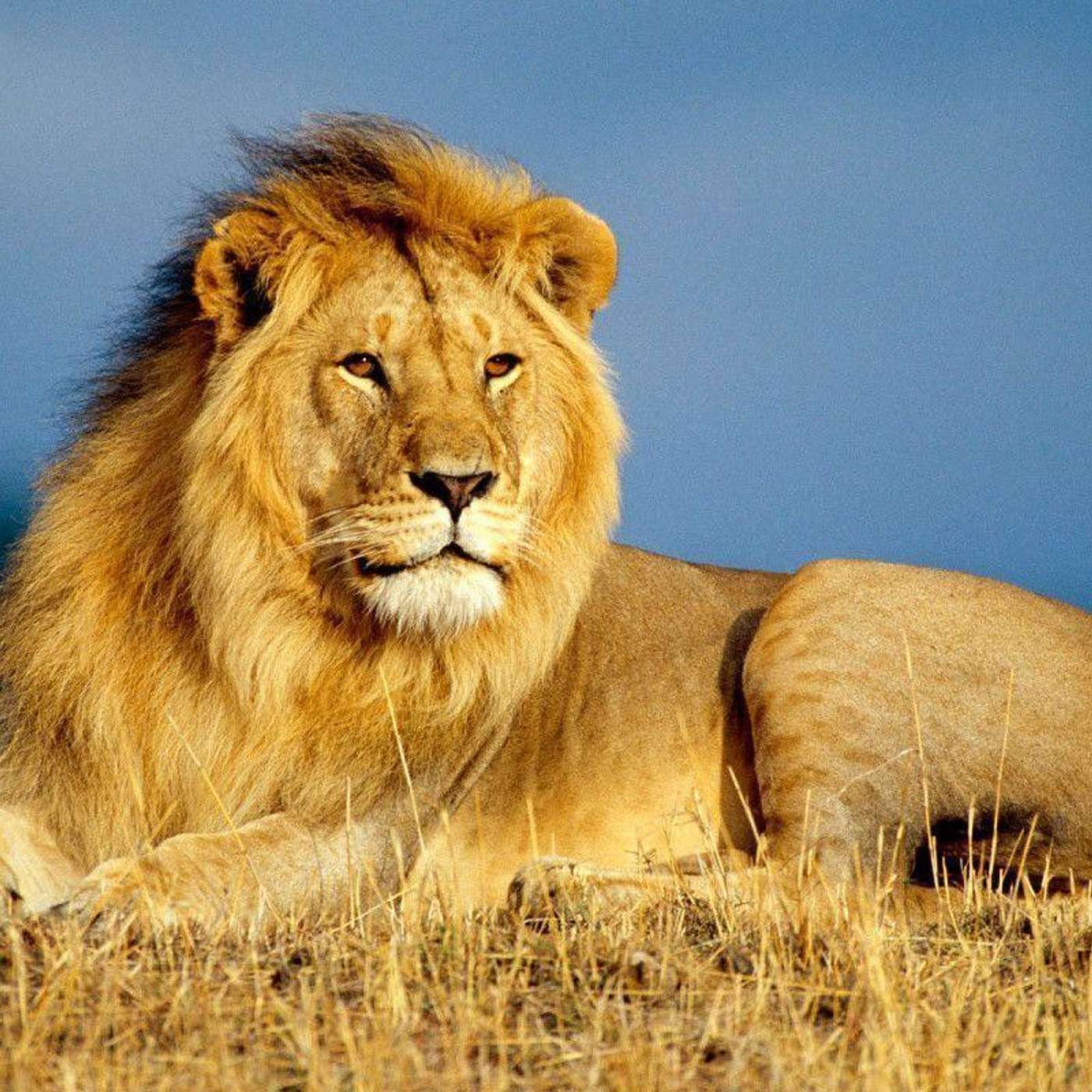 Spirit Animal Allies: A Meditative Exploration: Discover Your Animal Guide