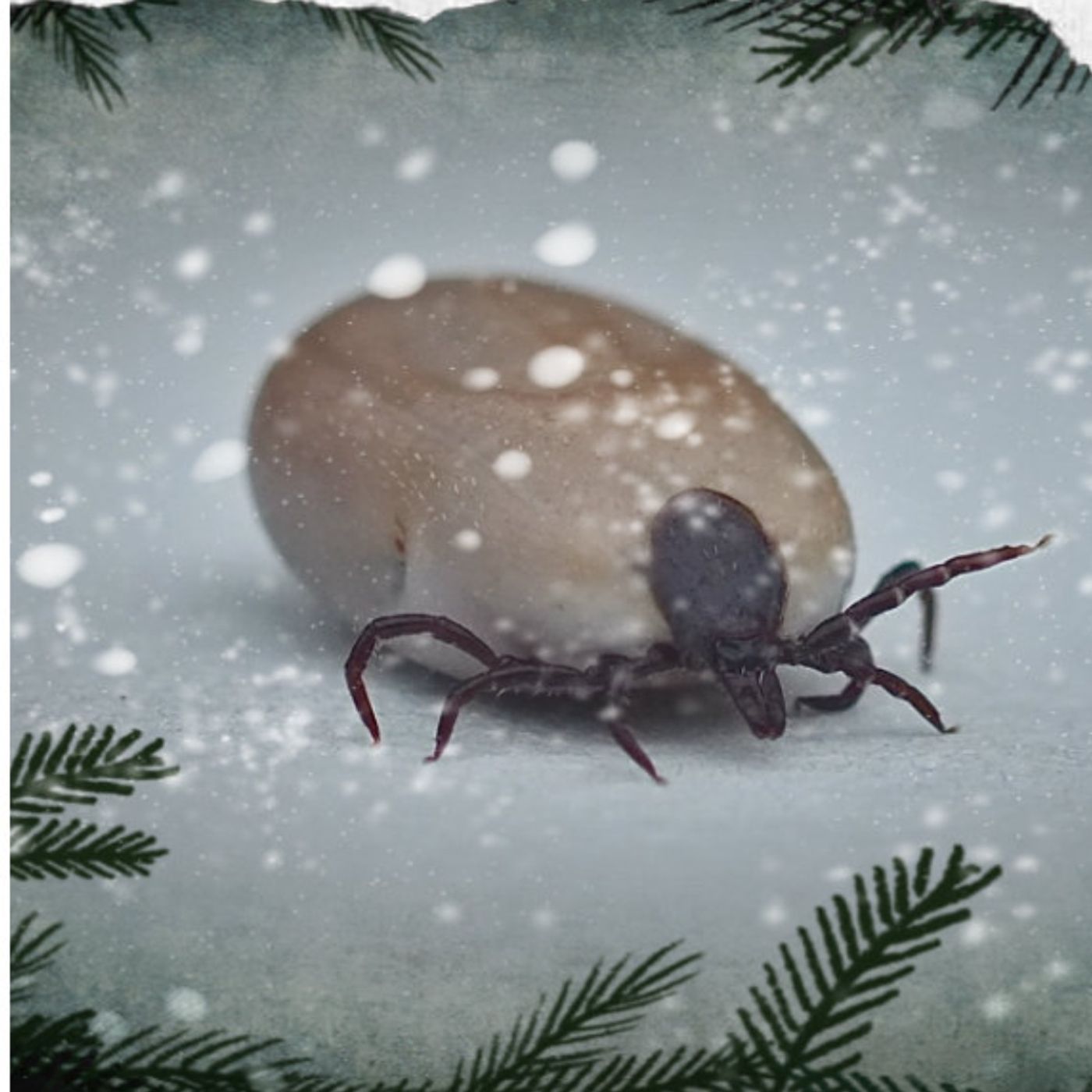 Flåttpodden's julespesial