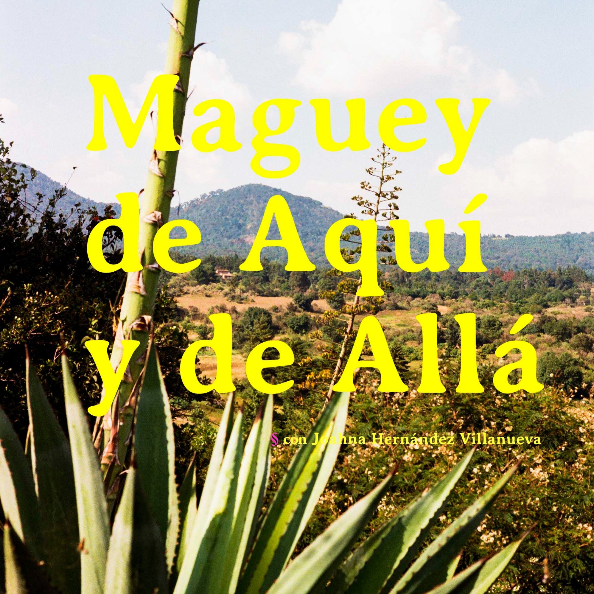 Maguey de Aquí y de Allá