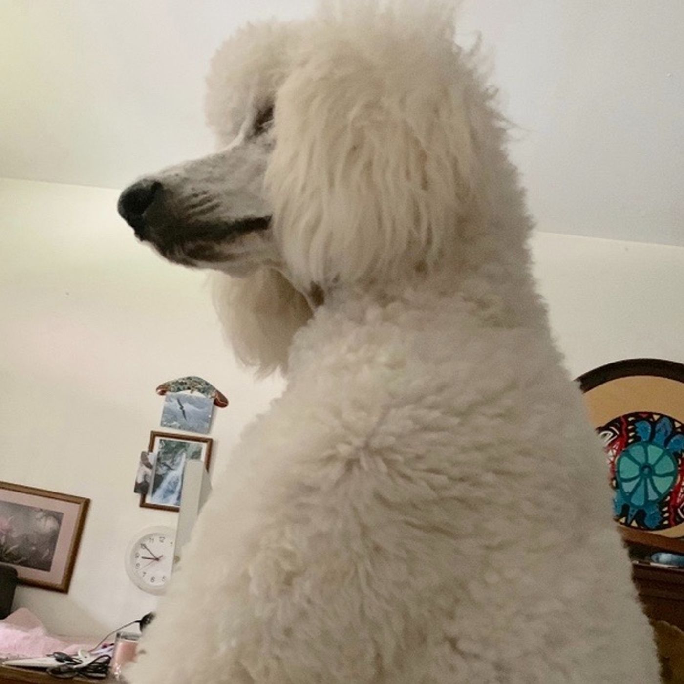 MY DOG IS A GIANT POLAR BEAR-