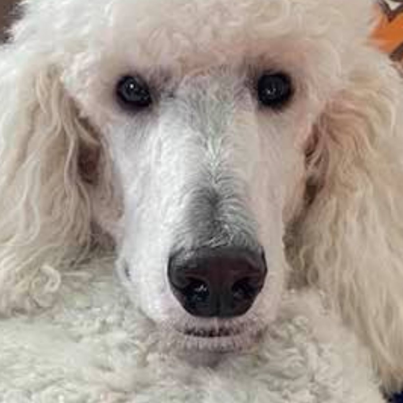 Ep. 5. PILOT MY SERVICE DOG-Our Native Life Podcast-11-30-2020
