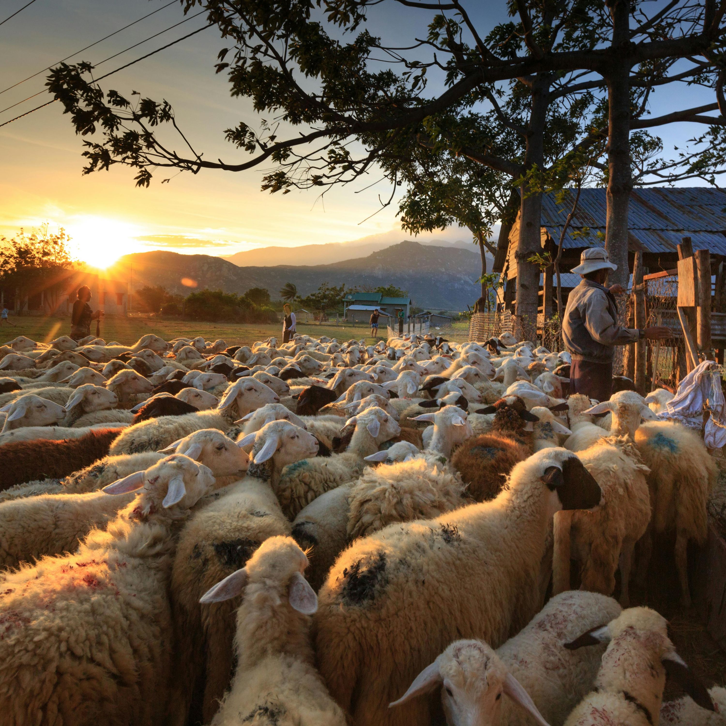 #143 Pastors Are Shepherds