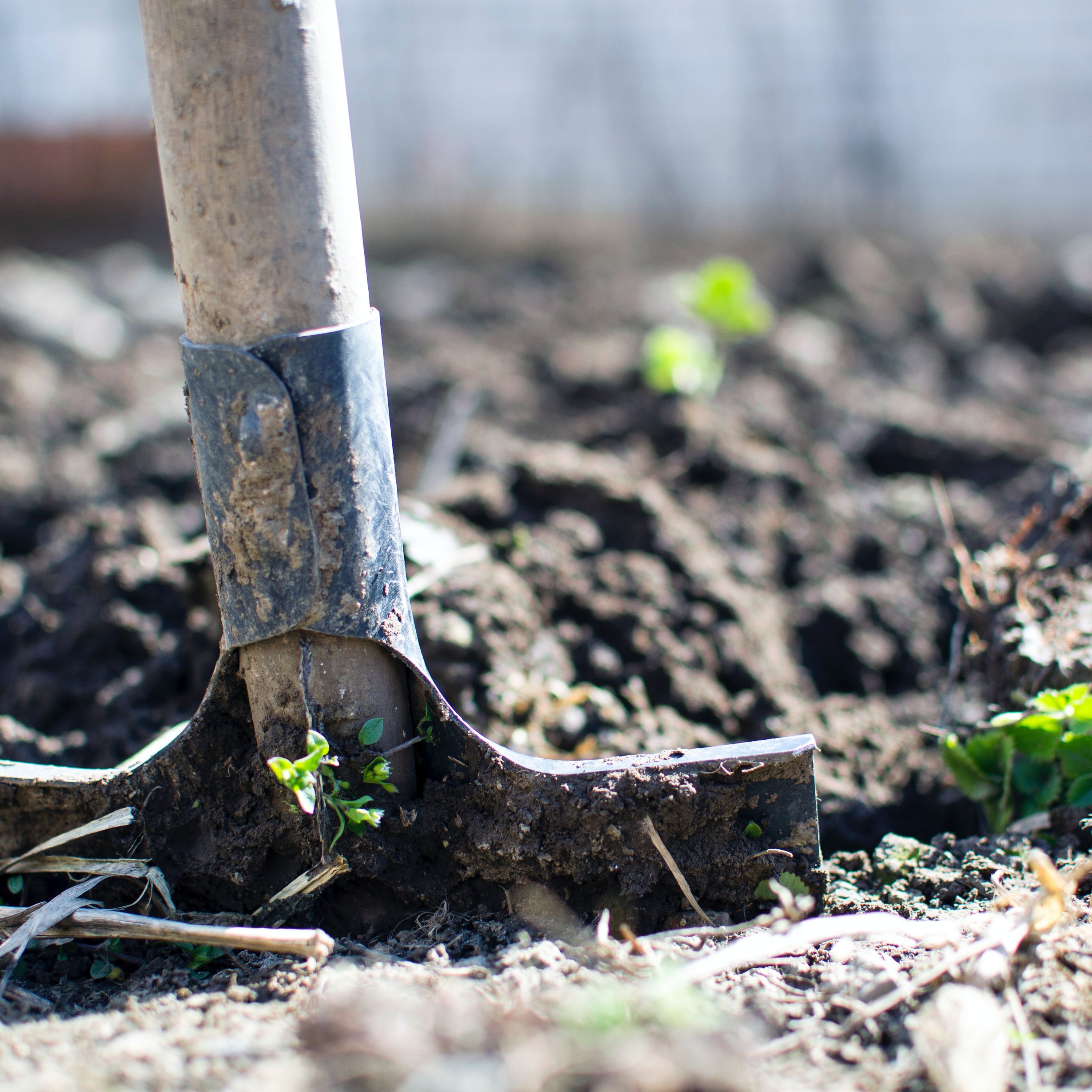 #43 The Work of Sowing and the Joy of Reaping