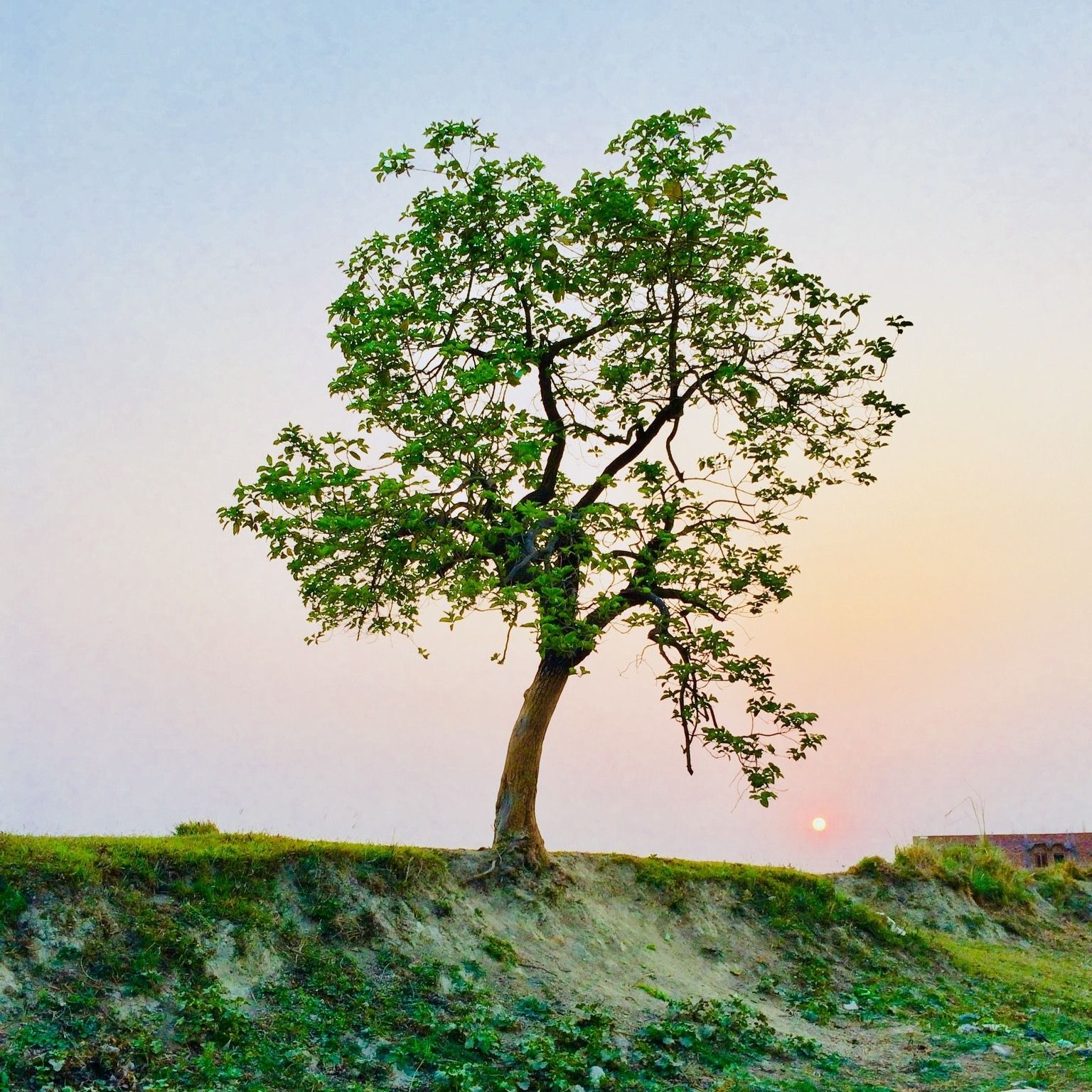 #49 Four Trees