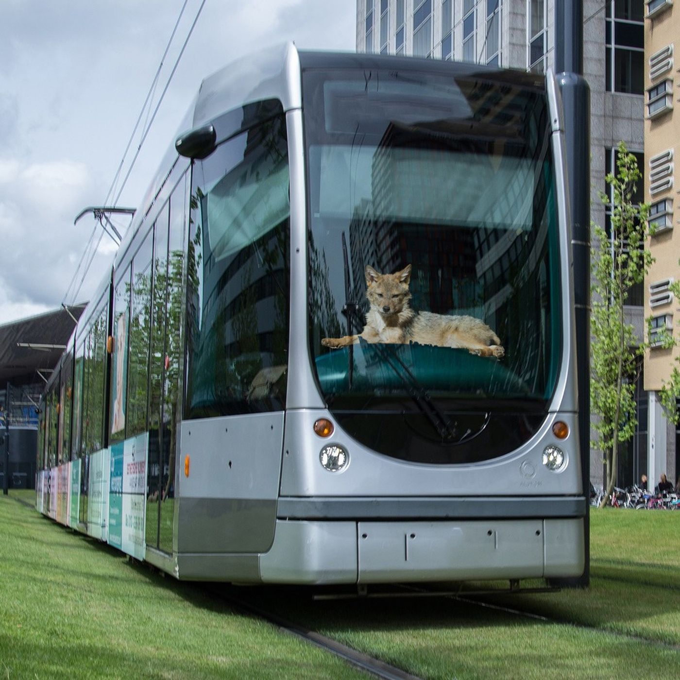 Cambie Report
