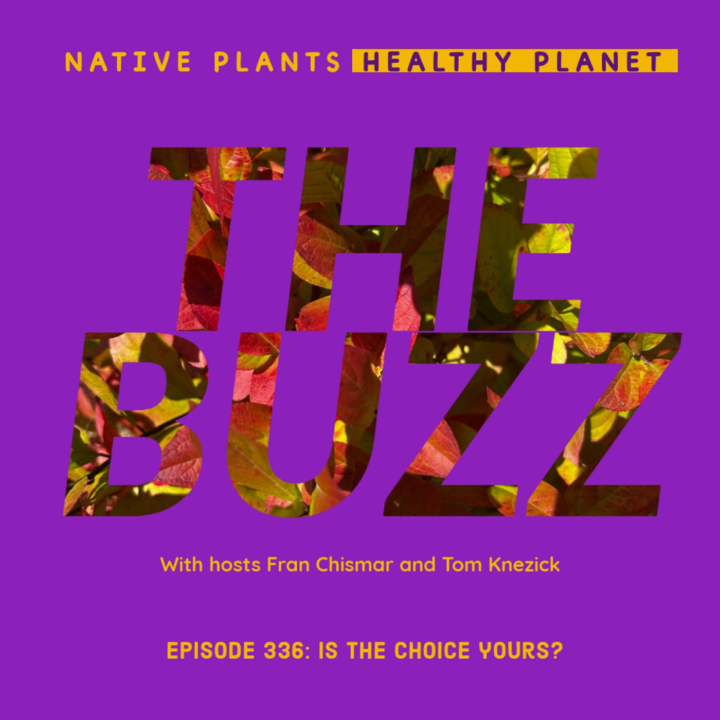 The Buzz - Is the Choice Yours?