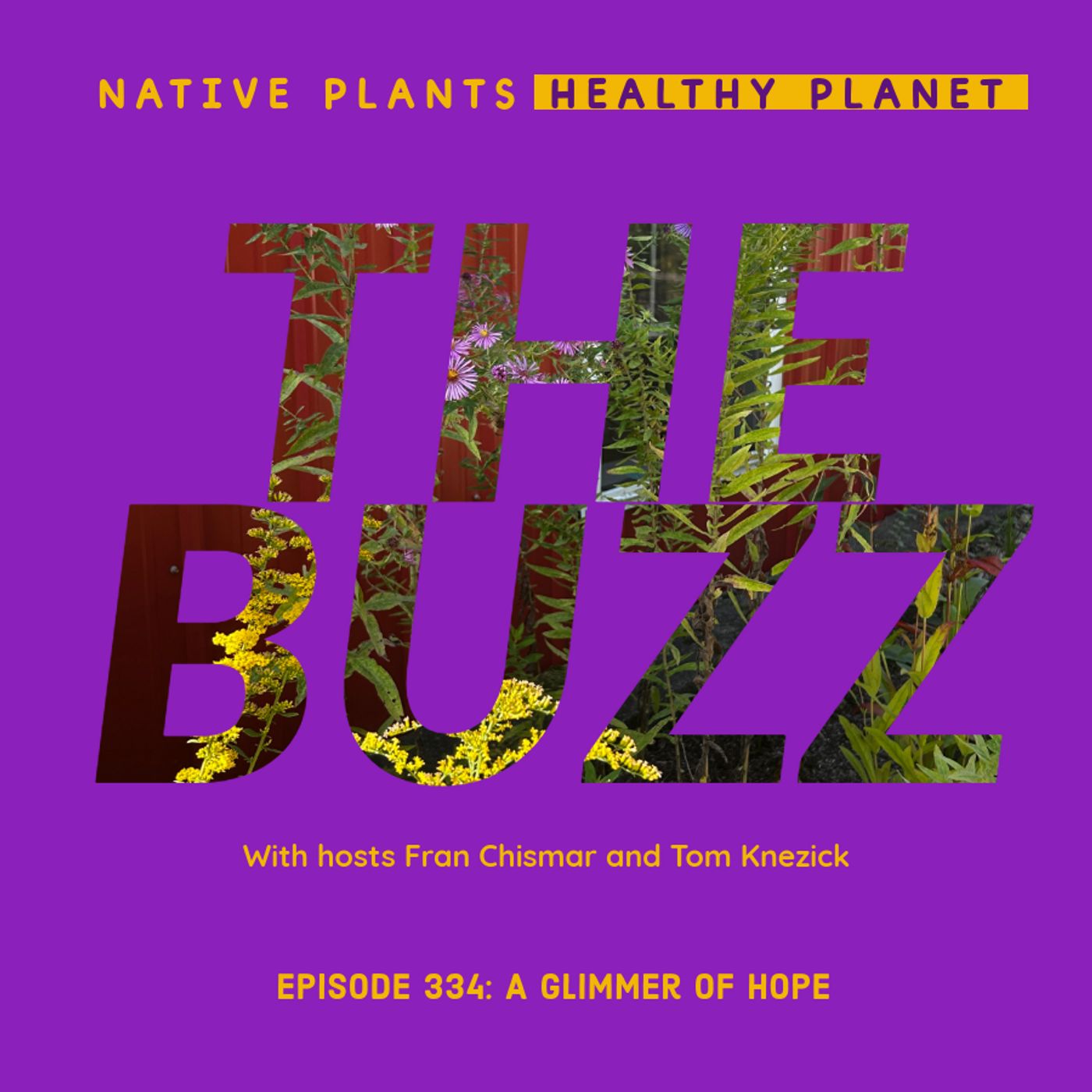 The Buzz - A Glimmer of Hope