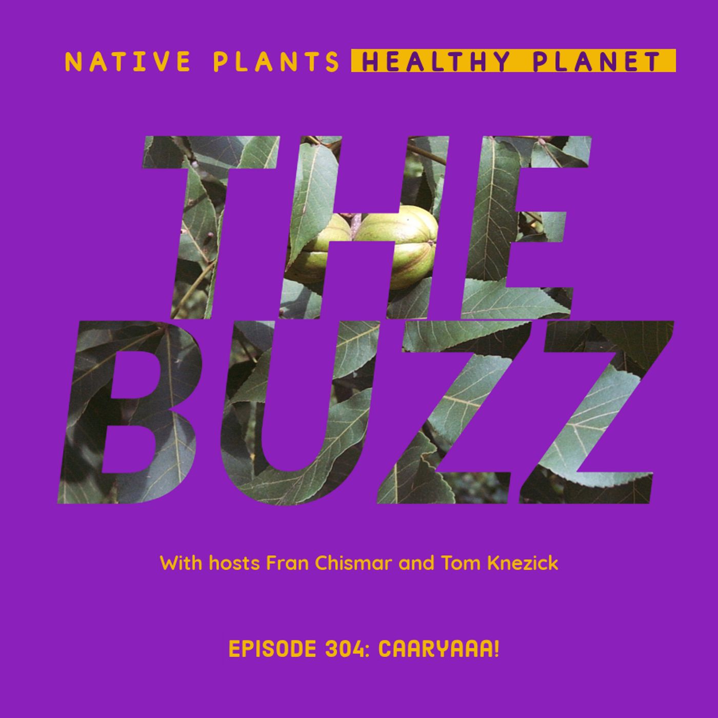 The Buzz - Caaryaaa!