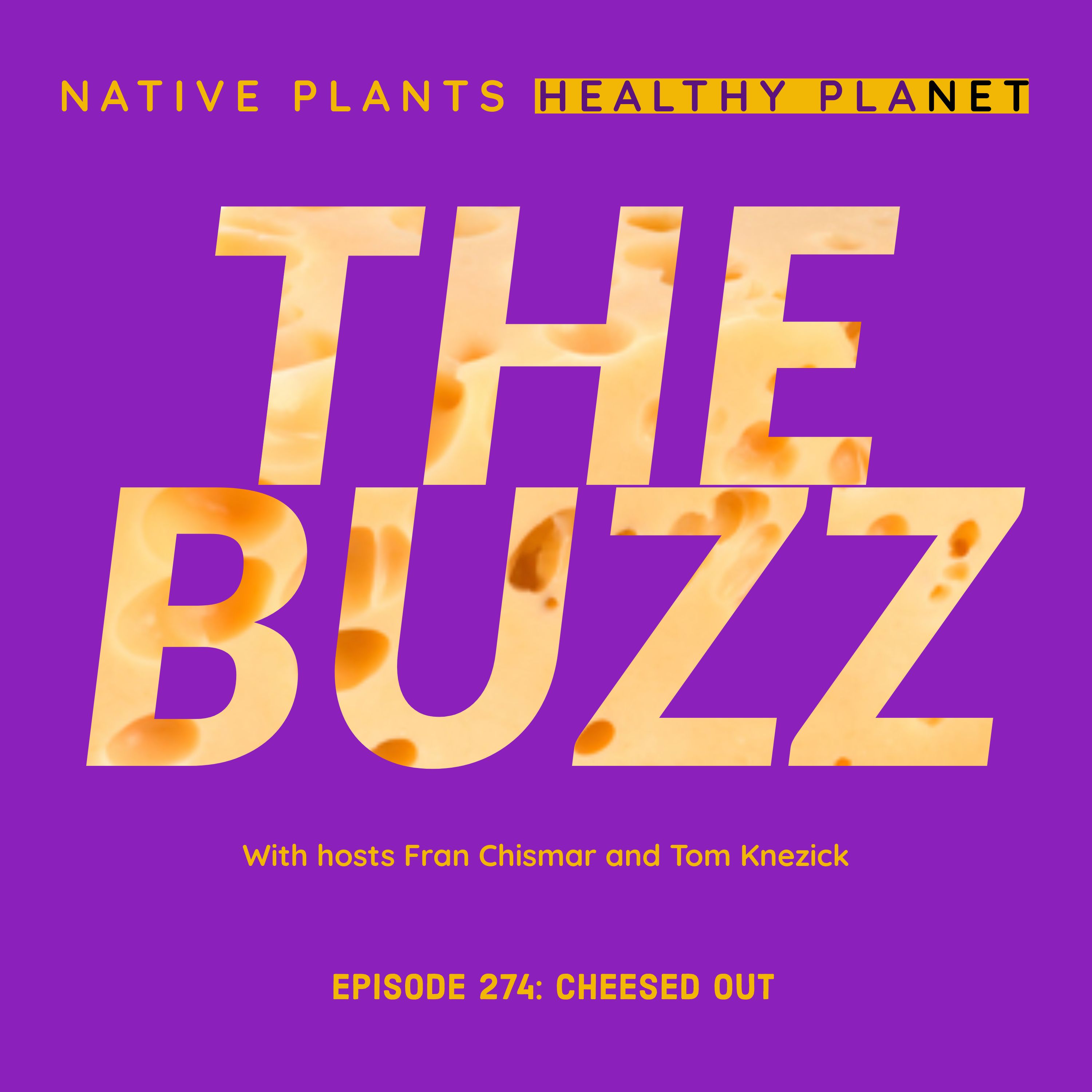 The Buzz - Cheesed Out