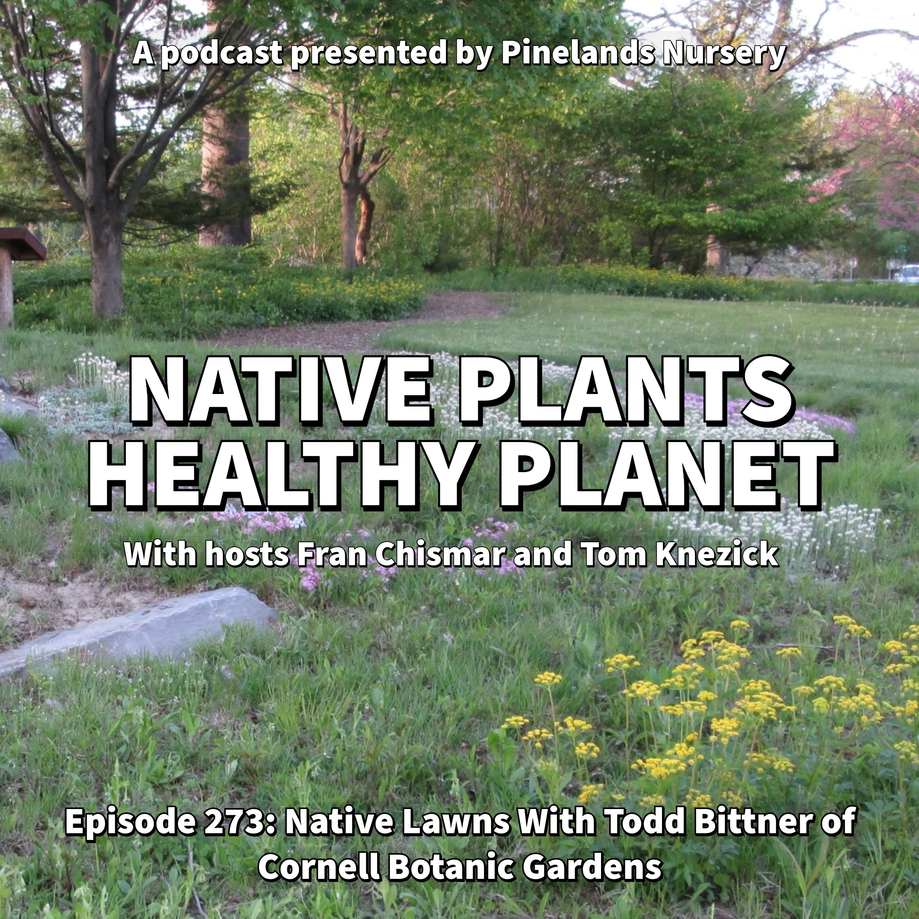 Native Lawns with Todd Bittner of Cornell Botanic Gardens