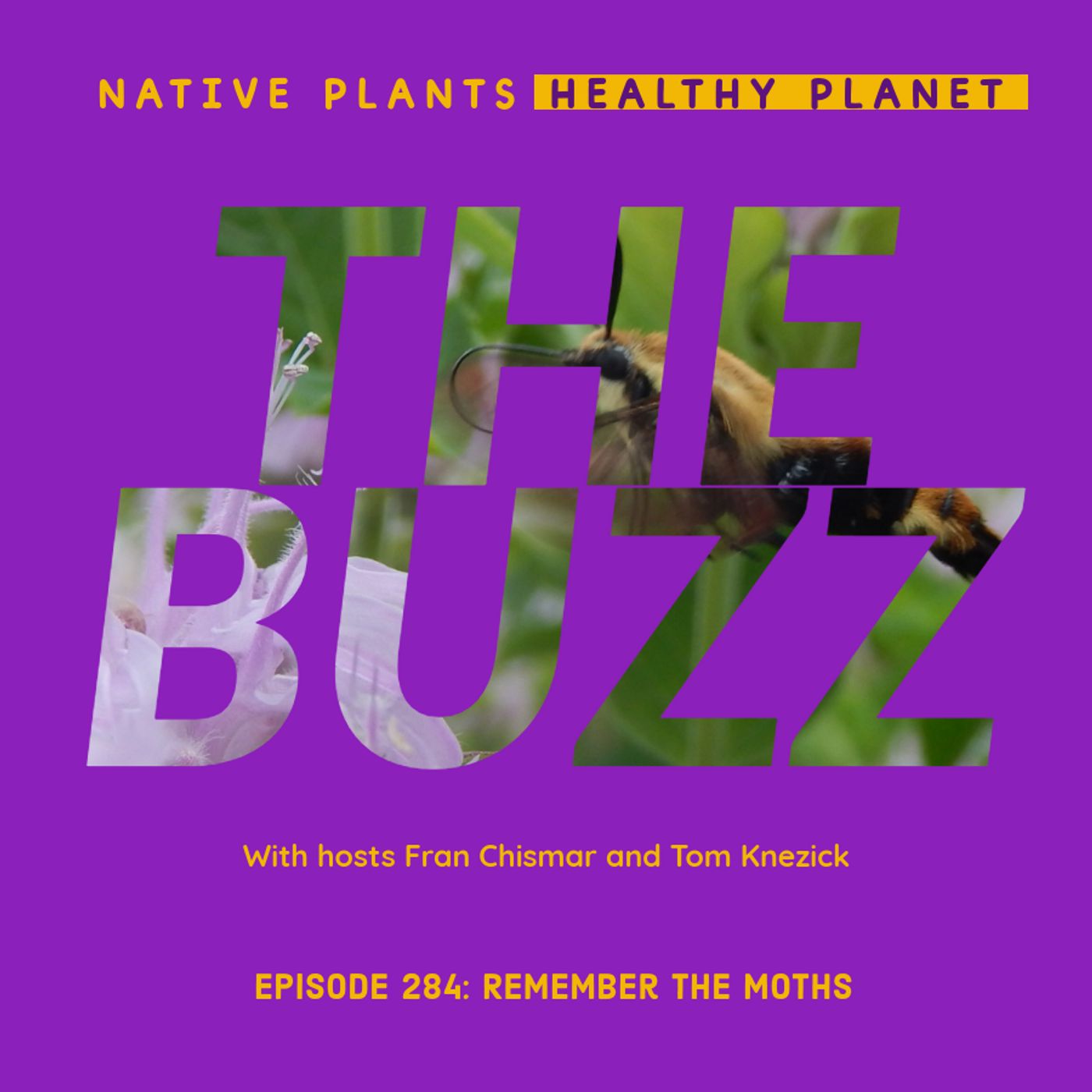 The Buzz - Remember the Moths