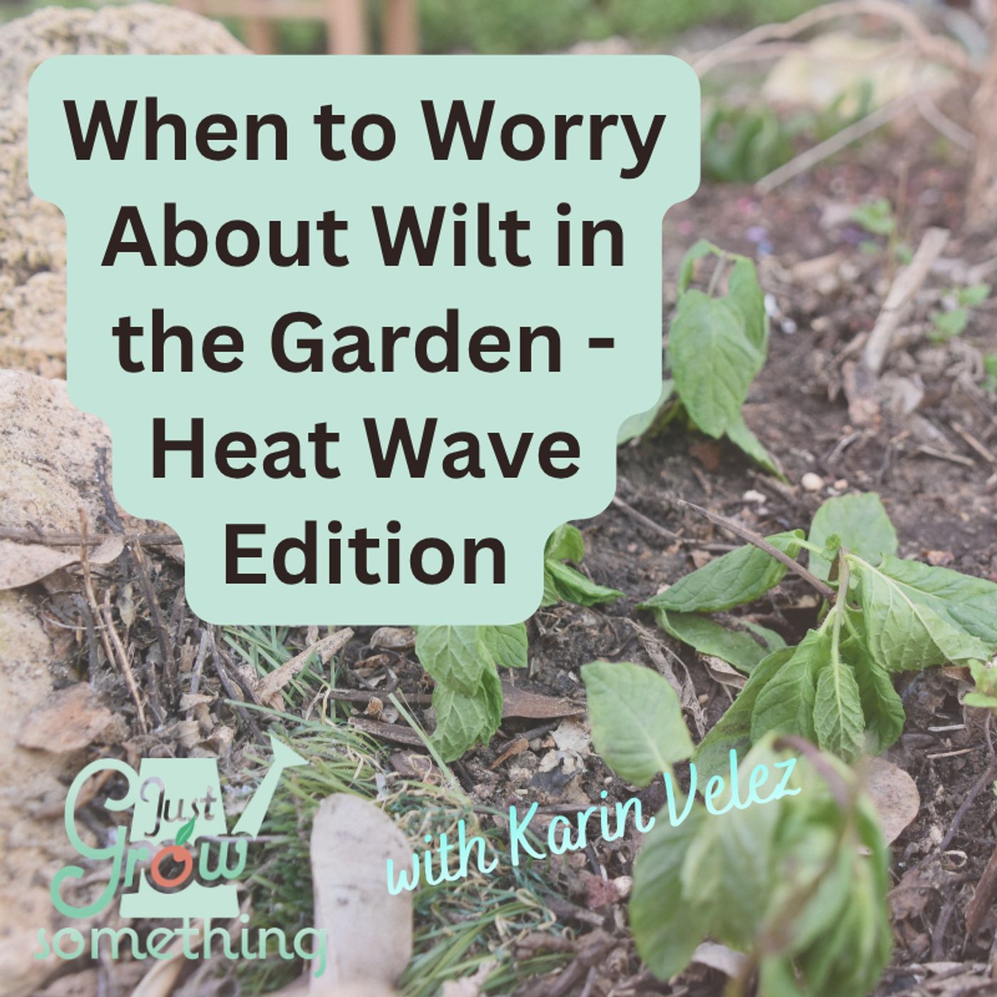 Heat Stress vs Drought Stress in the Vegetable Garden - Ep. 308