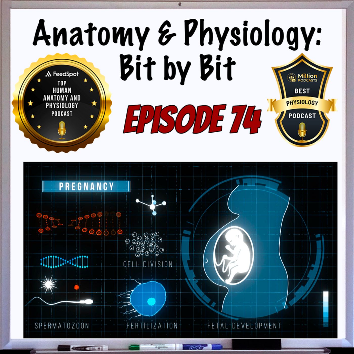 Pregnancy & Childbirth Plus Anatomical Cheatsheets - Episode 74