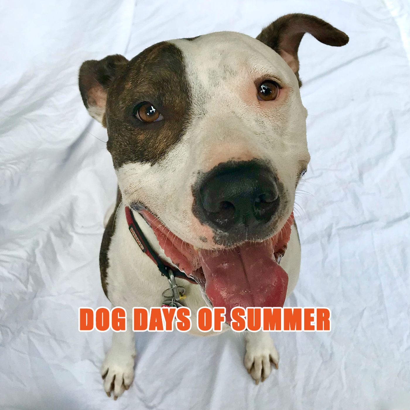 Astros Wade Into the Dog Days of Summer episode artwork