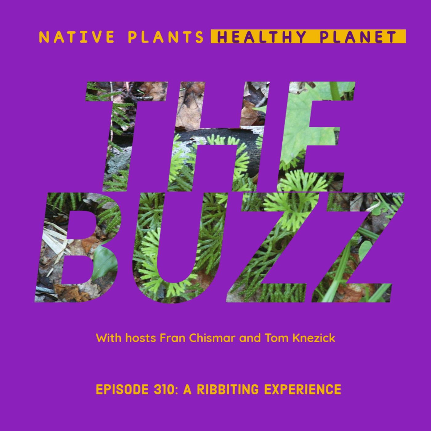 The Buzz - A Ribbiting Experience