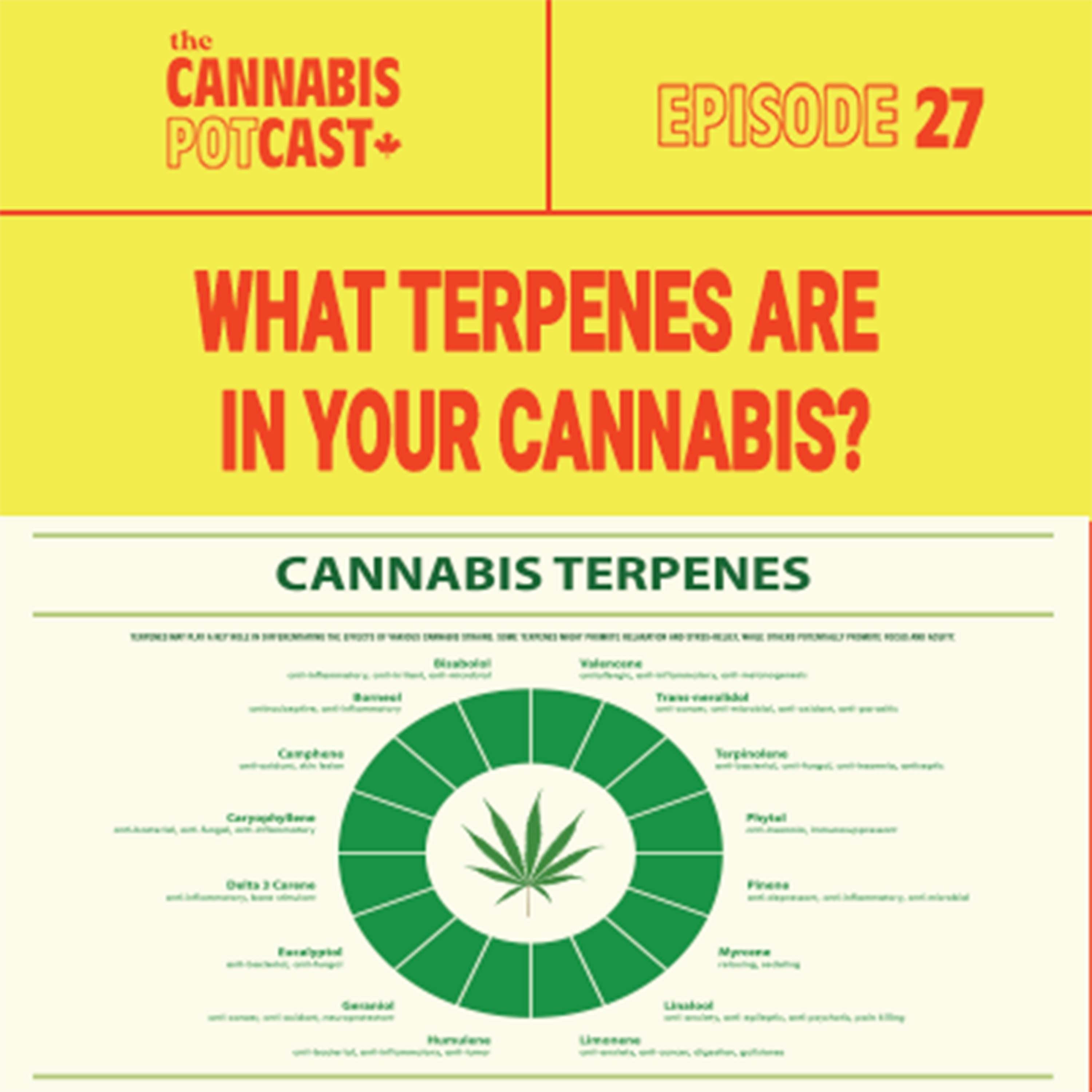 What Terpenes Are in Your Cannabis?
