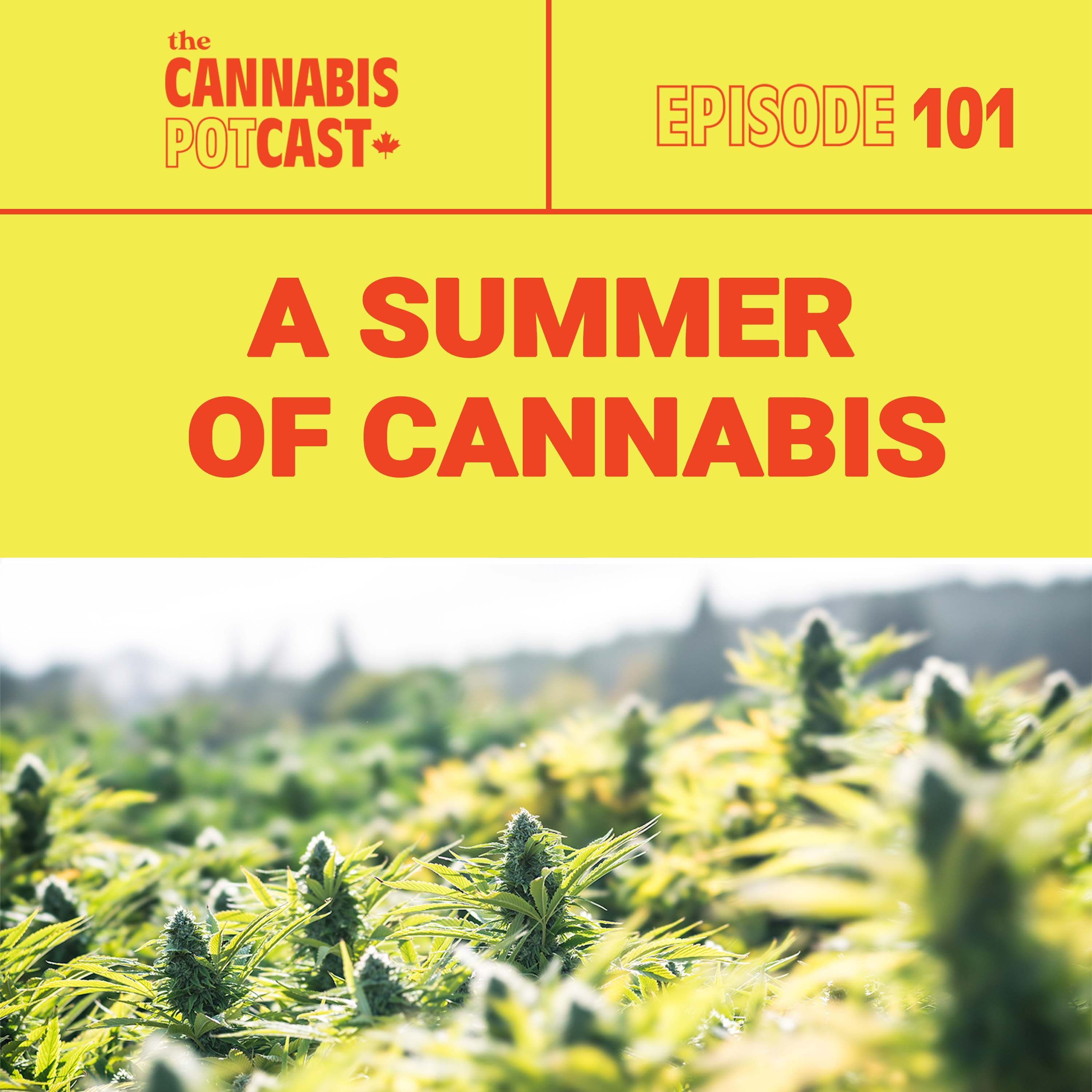 A Summer of Cannabis