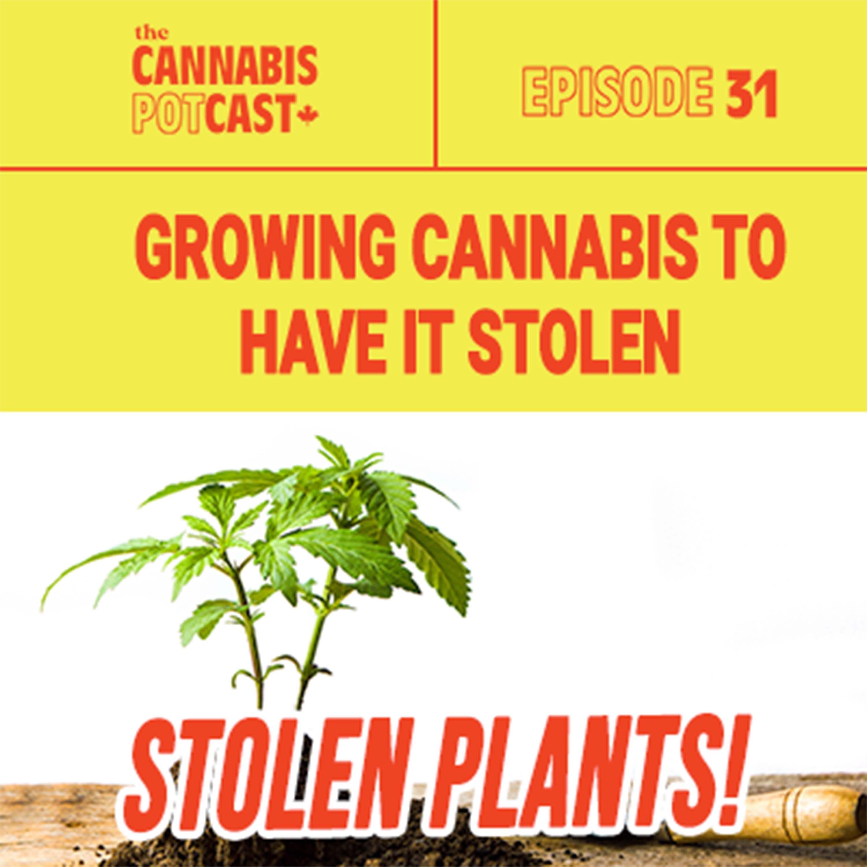 Growing Cannabis to Have It Stolen