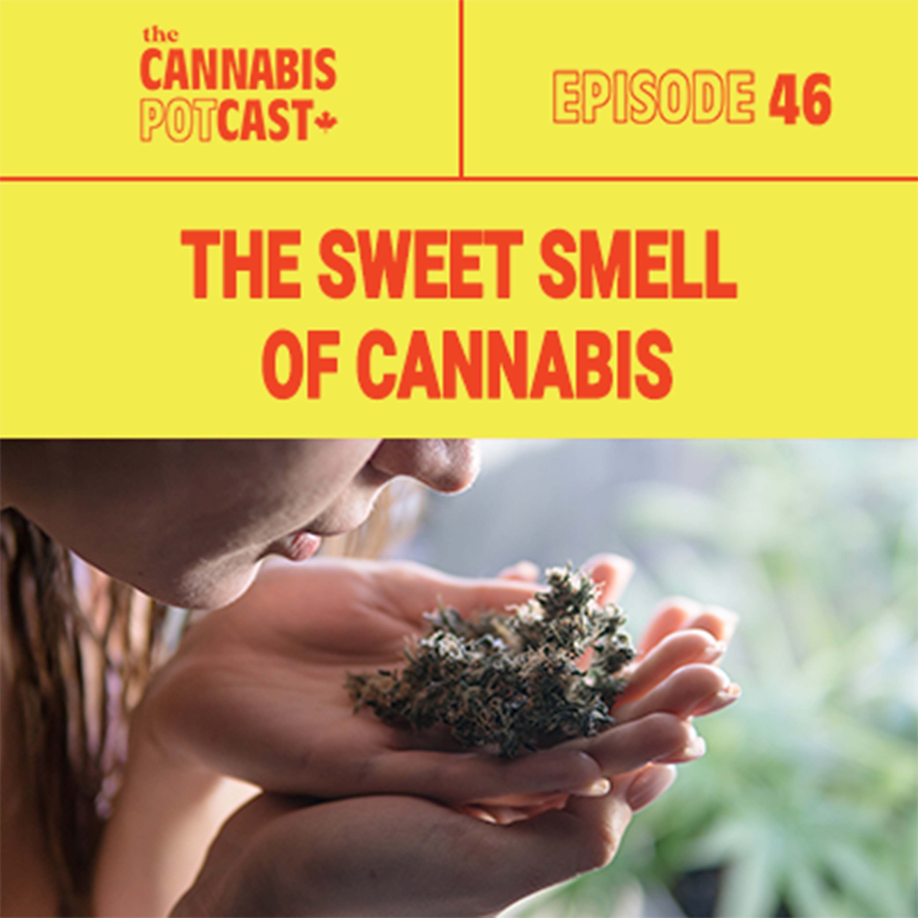 The Sweet Smell of Cannabis